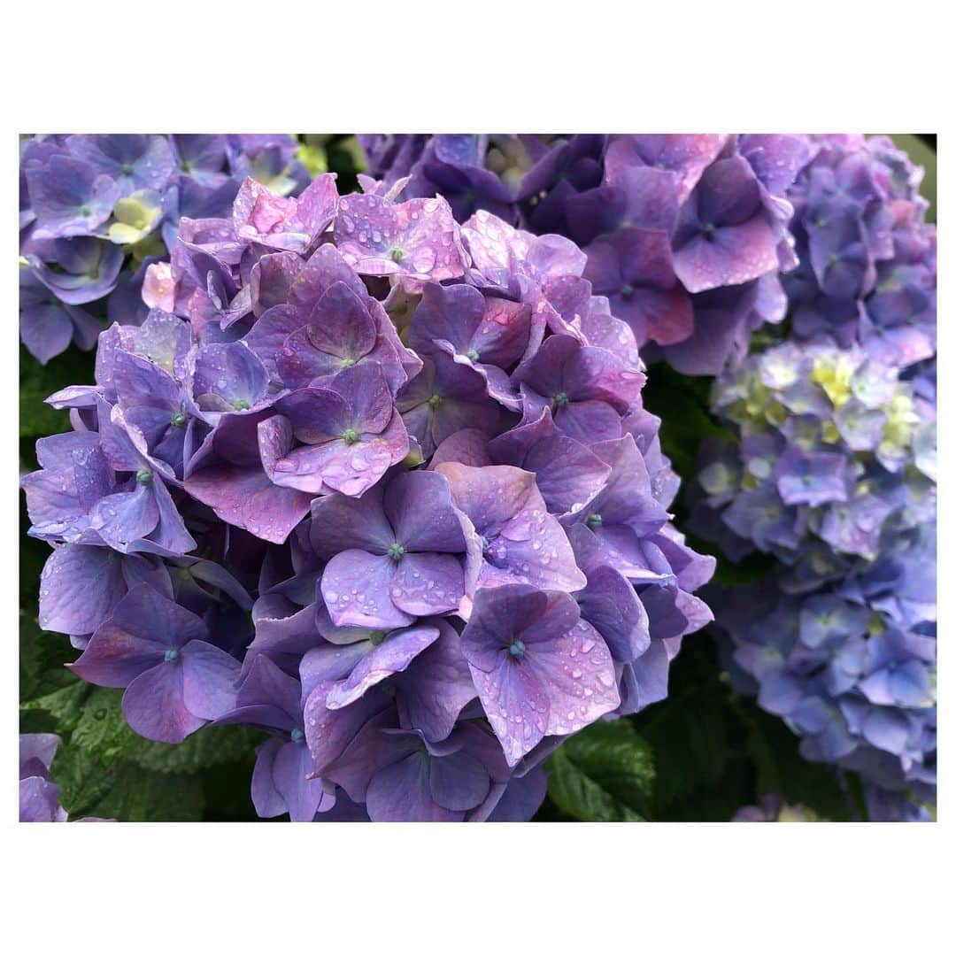 高垣麗子さんのインスタグラム写真 - (高垣麗子Instagram)「・ ・ ・ 少しずつ再開。 油断はできないけれど 今までとはまた違った向き合い方で 日常を過ごして行けそうです。 雨に濡れて益々鮮やかな この時期の紫陽花が好きだな𓄺 皆さんも良い1日を𓂃𓂃 ・ ・ #紫陽花 #🐌」6月1日 10時32分 - reikotakagaki