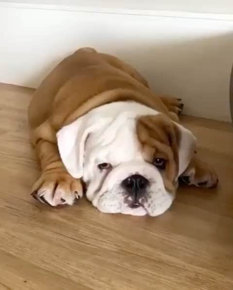 Bodhi & Butters & Bubbahのインスタグラム：「The many moods of a bulldog 💁🏼‍♀️ . . . . . #bulldog #mood #sassy #cute #energy #puppy #love #sunday #fun #smile #positivevibes #dogsofinstagram #bestoftheday #quarantine #life 💗 @chefinho_bulldog」
