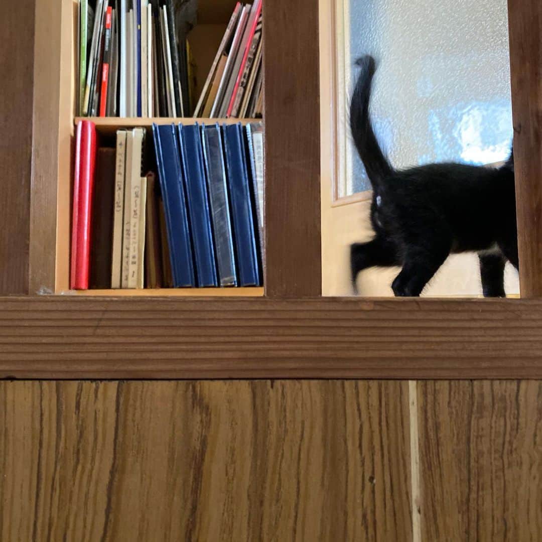 のインスタグラム：「かわいこちゃん。 もういないね。 #ねこ活 #ねこ部」