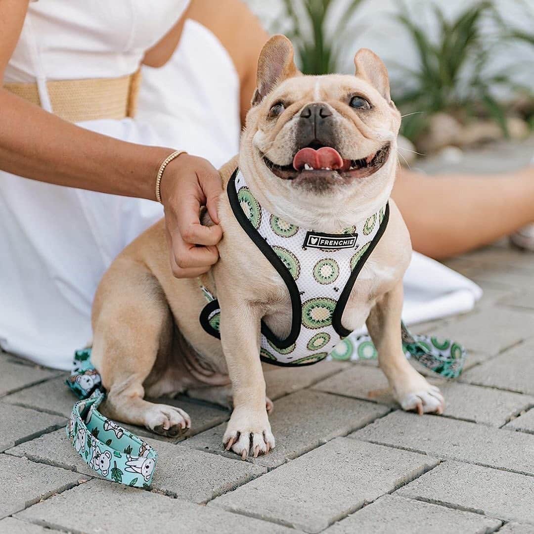 Regeneratti&Oliveira Kennelさんのインスタグラム写真 - (Regeneratti&Oliveira KennelInstagram)「Flip it and reverse it 🥝🐾Two patterns, one harness, and juicy NEW Collections to choose from! @frenchieleo . . .  Shop  @frenchie_bulldog ⚡️THE COOLEST⚡️ swag for your pup! 🎁 Get 10% off  with code jmarcoz10 🐾 . . . . . . . .  #frenchie #frenchies #frenchiesofinstagram #フレンチブルドッグ #frenchielove #frenchbulldog #frenchieoftheday #buhi #frenchbulldogs #frenchielife  #ilovemyfrenchie #frenchiepuppy #batpig #frenchies1 #bouledoguefrancais #igbullys #frenchielovers  #французскийбульдог #dailyfrenchie #igfrenchies #instafrenchies #法鬥  #法國鬥牛犬  #frenchiecrew」6月1日 4時22分 - jmarcoz