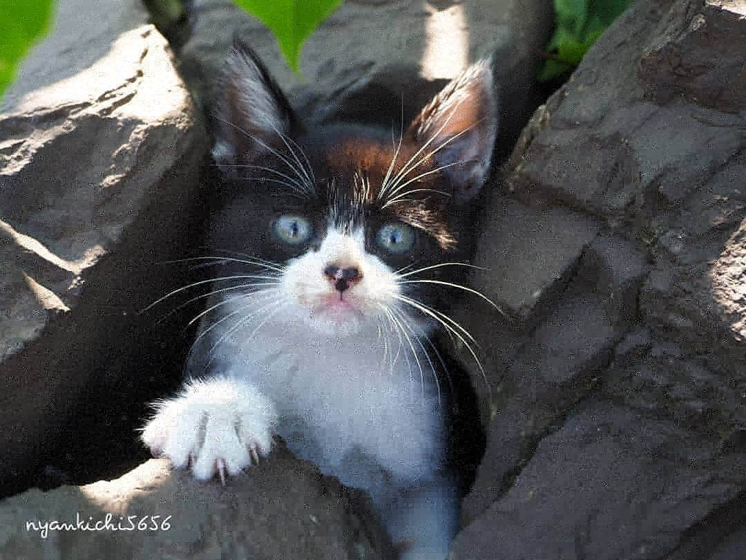 路地裏のにゃん吉さんのインスタグラム写真 - (路地裏のにゃん吉Instagram)「ストーリズで報告しましたが、 仔猫二匹家族に迎え入れました。  シロタンと仲良くなれますように。  #こねこ部 #แมว #igersjp#のらねこ部#猫#ねこすたぐらむ#ねこ部#straycat #にゃんすたぐらむ#みんねこ #cats#ファインダー越しの私の世界 #catsofinstagram#catgag #gatto#catloversclub#ペコねこ部#ピクネコ #東京カメラ部#icu_japan#team_jp_西 #고양이#nekoclub #catstagram#広がり同盟 #bestcatclub #gallery_legit #kawaii#love_bestjapan #meow」6月1日 5時35分 - nyankichi5656