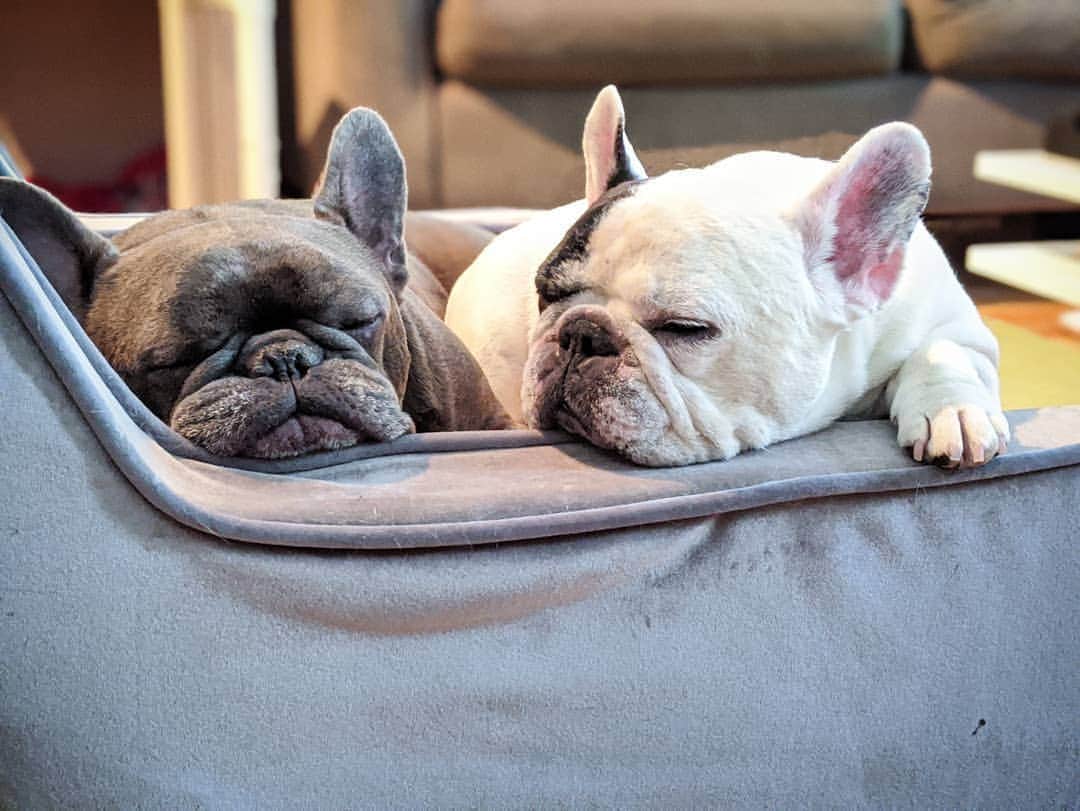 Manny The Frenchieのインスタグラム：「Brudders 💕」