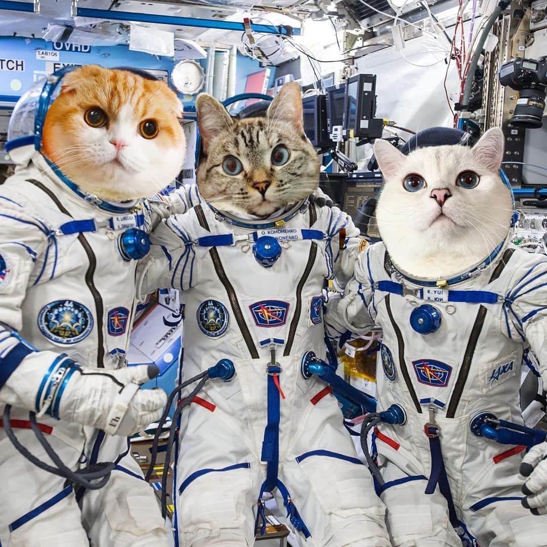 ミスター・ホワイトさんのインスタグラム写真 - (ミスター・ホワイトInstagram)「We made it to the International Space Center, but realized no kitty brought a litter box @waffles_the_cat @nala_cat」6月1日 6時28分 - white_coffee_cat