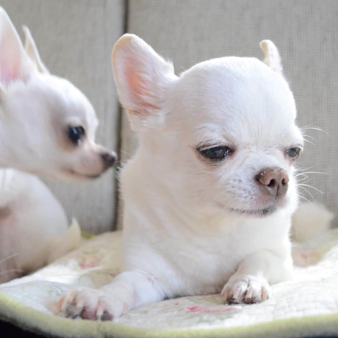 KORIKIのインスタグラム：「おはようございます♪ * #dogofsapporo #dog, #dogs, #dogstagram,#chihuahua,#犬バカ部,#チワワ,#koriki, #hanadog #白スムチ連合会, #スムチー,  #dogofthedayjp, #dogoftheday  #ilovemydog #instadog #instapet #WhiteChihuahua  #吉娃娃 #치와와  #dogsofinstagram #Chihuahualover  #ชิวาวา #チワワの輪 #barkbox #WhiteChihuahuaParty #もふもふモフモフ」