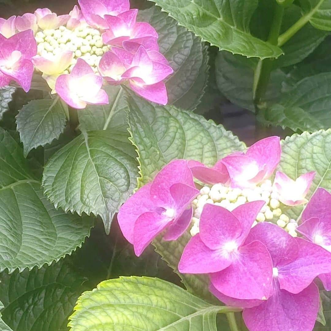 菊田あや子さんのインスタグラム写真 - (菊田あや子Instagram)「6月は☔️でスタートね  昨日初めて見たこの紫陽花！こんな濃いPINK👀 毎年、行く先々で紫陽花写してる(笑)  いいよね、紫陽花って～😉 桜と紫陽花はハッキリと季節を表してくれるでしょ  花言葉は 【移り気】😊 子供の頃に最初に覚えた花言葉☘️ 土の成分で花の色が変わるのね、  酸性の吸収で花色が変わるのね 🌸も品種色々あるみたいに、紫陽花はCOLOR色々をメイッパイ楽しみながら、雨も恵みだからね、楽しみましょ😊  #菊田あや子 #グルメリポーター #今日から6月 #今年も半年 #梅雨が近い #紫陽花を楽しみながら #紫陽花は土の酸性により #鎌倉の紫陽花寺はどうかなぁ #東京は第2ステップへ #早く面会解除してあげて下さいね #いちばん弱い高齢者 #認知症サポーターです #早く役に立ちたいです #いまやれてること #次の勉強を #山口ふるさと大使 #しものせき海響大使  #早く観光も復活しますように #更にコロナ対策をしっかりとしながら #新しい生活様式」6月1日 7時58分 - ako.ayakokikuta