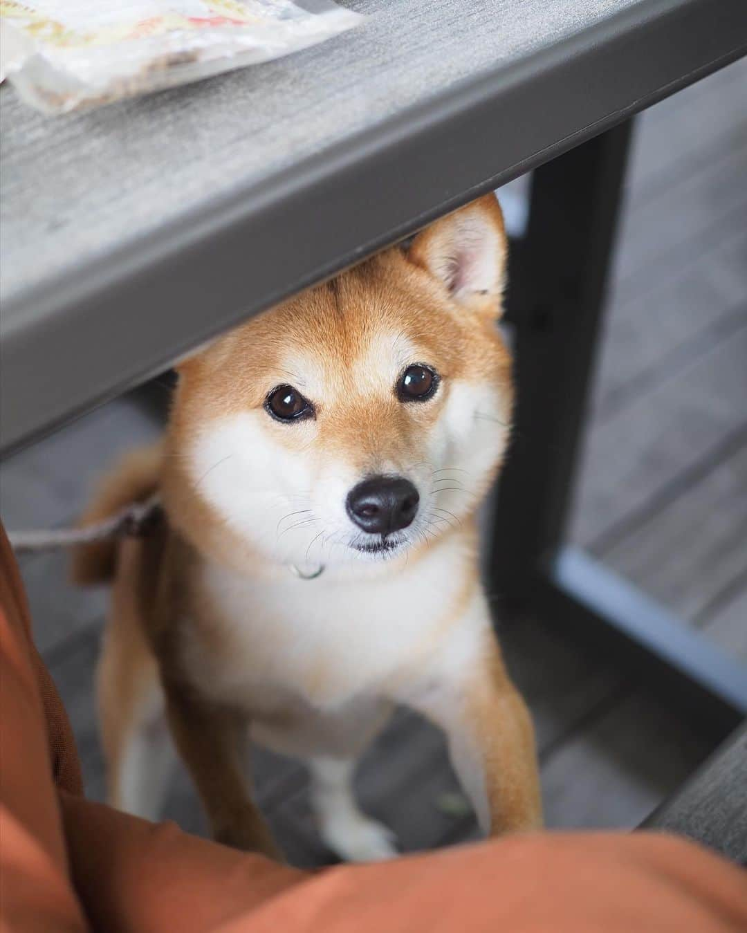 豆柴にこちゃんさんのインスタグラム写真 - (豆柴にこちゃんInstagram)「🐶 おはよー 土曜日のテラスランチ。 . にこも食べたくてテーブルの下から 覗き込んでくるタピ目がかわいい😆 . 最後の動画はストーリーズにも載せた、 馬トム🐴 . #柴犬#豆柴#pecoいぬ部#犬#わんこ#犬#ここ柴部#shibainu#dog#mameshiba#pecotv#shiba#いぬのきもち部#しばいぬ#しばけん#こいぬ#シバイヌ#いぬ#イヌ#ペット#日本犬#子犬#puppy#pet#시바견#강아지#개#barked#9gag」6月1日 8時23分 - nikochan.mame48