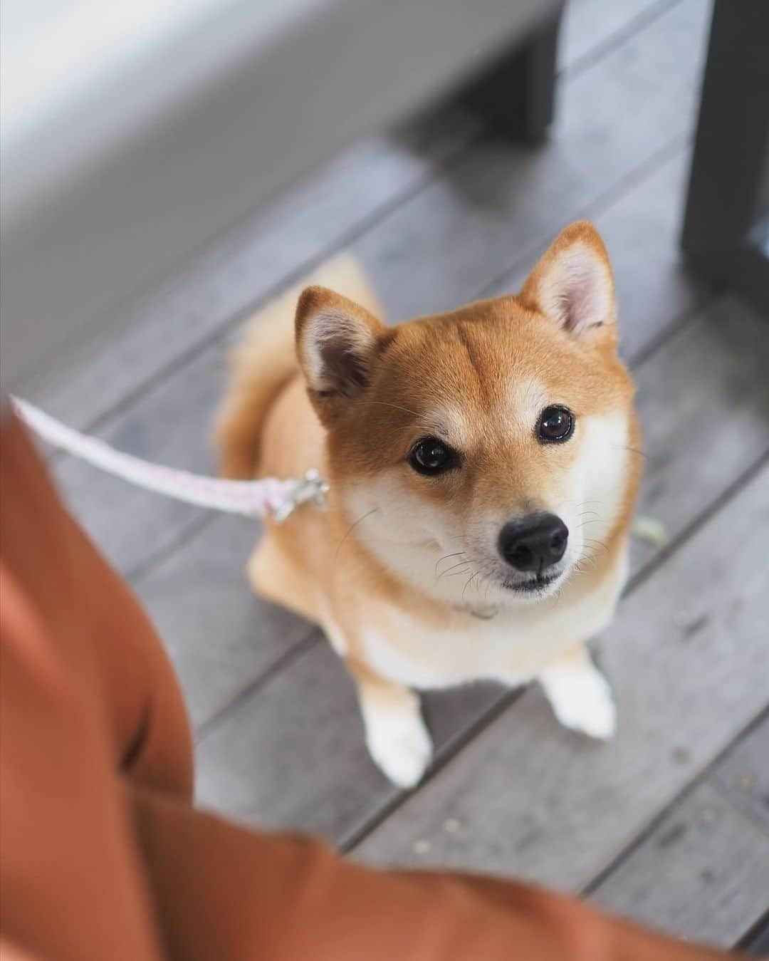 豆柴にこちゃんさんのインスタグラム写真 - (豆柴にこちゃんInstagram)「🐶 おはよー 土曜日のテラスランチ。 . にこも食べたくてテーブルの下から 覗き込んでくるタピ目がかわいい😆 . 最後の動画はストーリーズにも載せた、 馬トム🐴 . #柴犬#豆柴#pecoいぬ部#犬#わんこ#犬#ここ柴部#shibainu#dog#mameshiba#pecotv#shiba#いぬのきもち部#しばいぬ#しばけん#こいぬ#シバイヌ#いぬ#イヌ#ペット#日本犬#子犬#puppy#pet#시바견#강아지#개#barked#9gag」6月1日 8時23分 - nikochan.mame48