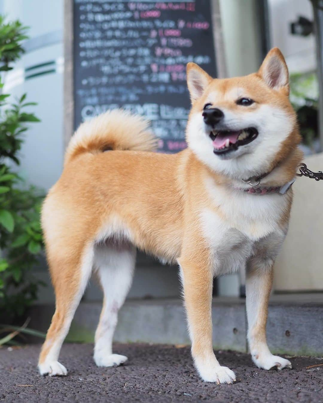 豆柴にこちゃんさんのインスタグラム写真 - (豆柴にこちゃんInstagram)「🐶 おはよー 土曜日のテラスランチ。 . にこも食べたくてテーブルの下から 覗き込んでくるタピ目がかわいい😆 . 最後の動画はストーリーズにも載せた、 馬トム🐴 . #柴犬#豆柴#pecoいぬ部#犬#わんこ#犬#ここ柴部#shibainu#dog#mameshiba#pecotv#shiba#いぬのきもち部#しばいぬ#しばけん#こいぬ#シバイヌ#いぬ#イヌ#ペット#日本犬#子犬#puppy#pet#시바견#강아지#개#barked#9gag」6月1日 8時23分 - nikochan.mame48