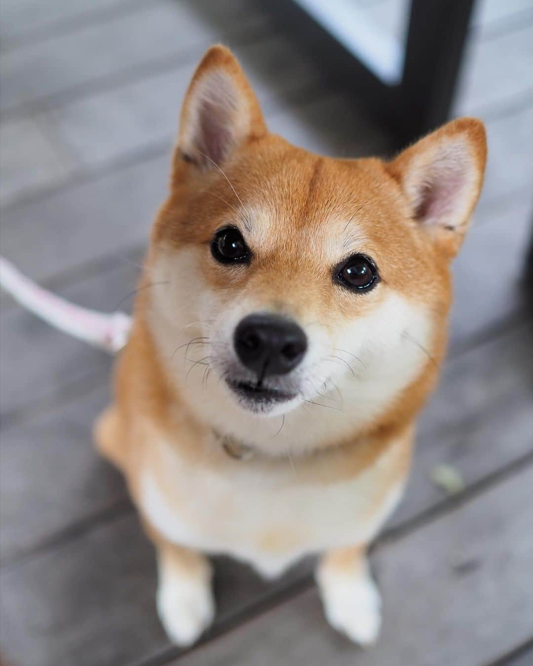 豆柴にこちゃんさんのインスタグラム写真 - (豆柴にこちゃんInstagram)「🐶 おはよー 土曜日のテラスランチ。 . にこも食べたくてテーブルの下から 覗き込んでくるタピ目がかわいい😆 . 最後の動画はストーリーズにも載せた、 馬トム🐴 . #柴犬#豆柴#pecoいぬ部#犬#わんこ#犬#ここ柴部#shibainu#dog#mameshiba#pecotv#shiba#いぬのきもち部#しばいぬ#しばけん#こいぬ#シバイヌ#いぬ#イヌ#ペット#日本犬#子犬#puppy#pet#시바견#강아지#개#barked#9gag」6月1日 8時23分 - nikochan.mame48