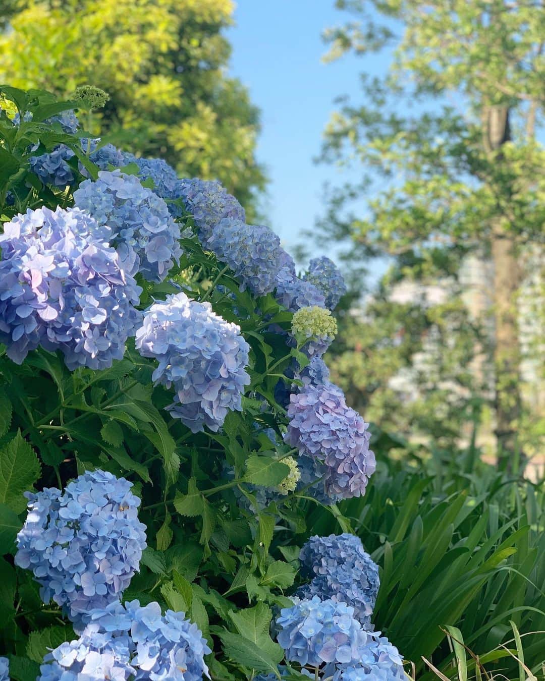 朝風れいさんのインスタグラム写真 - (朝風れいInstagram)「今年も紫陽花が綺麗に咲いてます💠 ・ ・ 毎年家の隣や近所に咲く紫陽花を見ながら歩くのが、この季節の楽しみで…(❁´ω`❁) ・ ・ ・ 3月頃から私達の生活は激変し、ここ数日でようやく状況が変化し始めて、止まっていた時間が動き出したなって感じてますが… こうして自然の世界や季節は私達を置いてでも、勝手に進んでるんだなーって😅 ついて行かなきゃ😂💦💦 だって、今日から6月で、ひと月後には2020年も半分終わっちゃう(ﾟωﾟ) ・ ・ ・ 写真はブルーインパルスを見た日の 綺麗な青空の日だよん💙💙✈️ ・ ・ ・ #hello #june #6月1日 #welcome #6月 #紫陽花 #あじさい #もうすぐ梅雨 #そしたら #夏来て冬来て #一年終わる　#がーん」6月1日 9時16分 - rei.wd