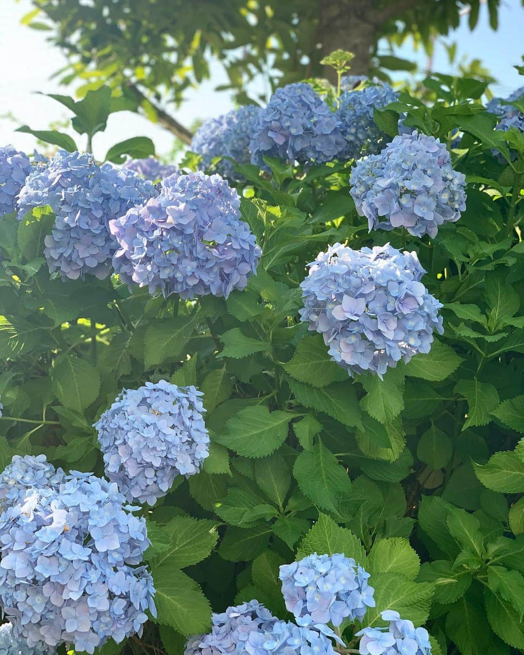 朝風れいさんのインスタグラム写真 - (朝風れいInstagram)「今年も紫陽花が綺麗に咲いてます💠 ・ ・ 毎年家の隣や近所に咲く紫陽花を見ながら歩くのが、この季節の楽しみで…(❁´ω`❁) ・ ・ ・ 3月頃から私達の生活は激変し、ここ数日でようやく状況が変化し始めて、止まっていた時間が動き出したなって感じてますが… こうして自然の世界や季節は私達を置いてでも、勝手に進んでるんだなーって😅 ついて行かなきゃ😂💦💦 だって、今日から6月で、ひと月後には2020年も半分終わっちゃう(ﾟωﾟ) ・ ・ ・ 写真はブルーインパルスを見た日の 綺麗な青空の日だよん💙💙✈️ ・ ・ ・ #hello #june #6月1日 #welcome #6月 #紫陽花 #あじさい #もうすぐ梅雨 #そしたら #夏来て冬来て #一年終わる　#がーん」6月1日 9時16分 - rei.wd