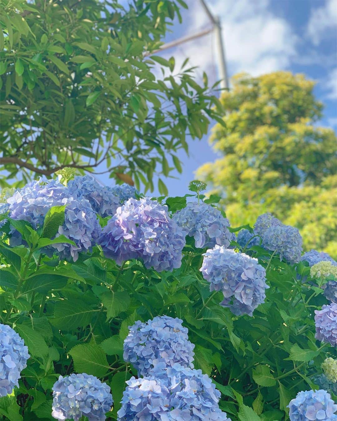 朝風れいさんのインスタグラム写真 - (朝風れいInstagram)「今年も紫陽花が綺麗に咲いてます💠 ・ ・ 毎年家の隣や近所に咲く紫陽花を見ながら歩くのが、この季節の楽しみで…(❁´ω`❁) ・ ・ ・ 3月頃から私達の生活は激変し、ここ数日でようやく状況が変化し始めて、止まっていた時間が動き出したなって感じてますが… こうして自然の世界や季節は私達を置いてでも、勝手に進んでるんだなーって😅 ついて行かなきゃ😂💦💦 だって、今日から6月で、ひと月後には2020年も半分終わっちゃう(ﾟωﾟ) ・ ・ ・ 写真はブルーインパルスを見た日の 綺麗な青空の日だよん💙💙✈️ ・ ・ ・ #hello #june #6月1日 #welcome #6月 #紫陽花 #あじさい #もうすぐ梅雨 #そしたら #夏来て冬来て #一年終わる　#がーん」6月1日 9時16分 - rei.wd