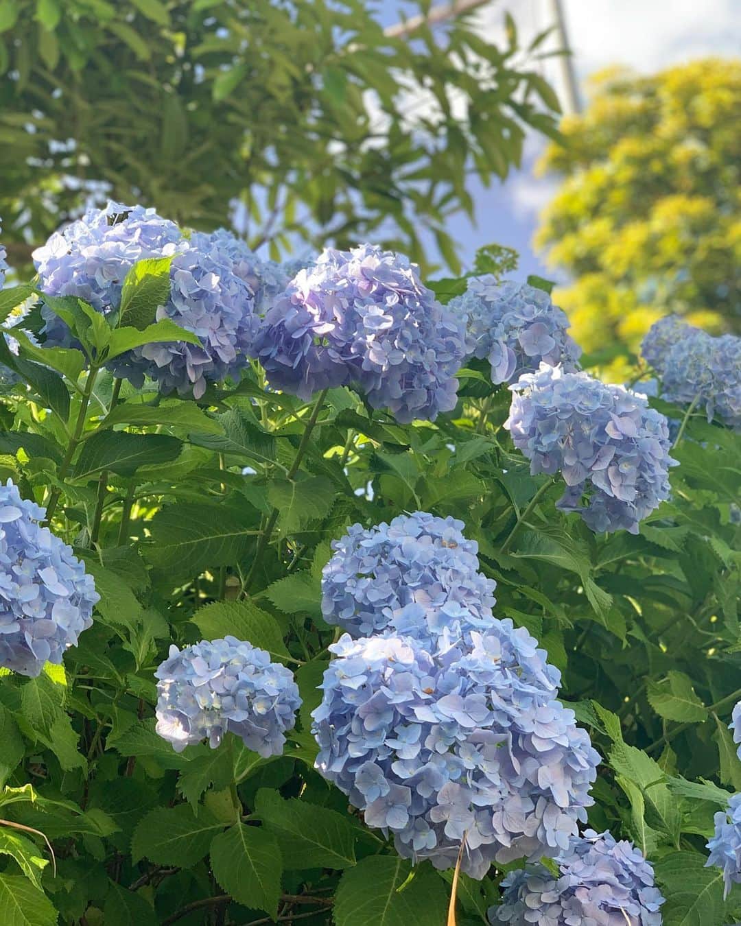 朝風れいさんのインスタグラム写真 - (朝風れいInstagram)「今年も紫陽花が綺麗に咲いてます💠 ・ ・ 毎年家の隣や近所に咲く紫陽花を見ながら歩くのが、この季節の楽しみで…(❁´ω`❁) ・ ・ ・ 3月頃から私達の生活は激変し、ここ数日でようやく状況が変化し始めて、止まっていた時間が動き出したなって感じてますが… こうして自然の世界や季節は私達を置いてでも、勝手に進んでるんだなーって😅 ついて行かなきゃ😂💦💦 だって、今日から6月で、ひと月後には2020年も半分終わっちゃう(ﾟωﾟ) ・ ・ ・ 写真はブルーインパルスを見た日の 綺麗な青空の日だよん💙💙✈️ ・ ・ ・ #hello #june #6月1日 #welcome #6月 #紫陽花 #あじさい #もうすぐ梅雨 #そしたら #夏来て冬来て #一年終わる　#がーん」6月1日 9時16分 - rei.wd