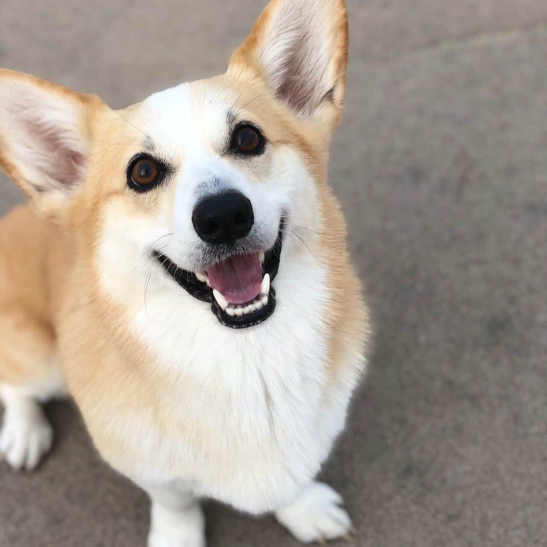 田上大地さんのインスタグラム写真 - (田上大地Instagram)「我が家の愛犬、はるが今日の夕方手術をしました。﻿ ﻿ 昨日の夜とうもろこし🌽をあげていたら、(もちろん犬に与えても大丈夫というのを確認して)、はるがとうもろこしの芯までがっついて、2.3cmの芯を丸呑みしてしまいました。﻿ ﻿ その後、ネットで調べてみると、とうもろこしの芯は腸閉塞になる可能性があってめちゃ危険！ということを知り、もう病院はやってない時間だったから、今日の朝一に病院に行って、レントゲン撮って、芯のある場所を確認したけど、どこにあるか分からなくて、嘔吐を誘う注射をして胃の中の物を吐かせたけど、芯が出てこなくて、今後ちゃんと治療する為に、とりあえず1日病院にお預けすることになりました。﻿ ﻿ お昼頃に病院から胃の中に芯が見つかったと報告がありました。﻿ 内視鏡で取れる芯のサイズではないため、お腹を切って、胃も切って取り出すことに。﻿ ﻿ 無事手術は成功して、さっき様子を見てきたけど、やっぱり元気なくて、そんな中でも顔を舐めてくれたりして、こんなことになって本当に申し訳ないなと思いました。﻿ ﻿ はるは図太いし、頑丈だから、ちょっとやそっとじゃ体調悪くなんないし、今回も大丈夫でしょ。と思っていたけど、今は本当に早く病院に行っといて良かったと思ってます。﻿ ﻿ はるが家にいなくて気付いたはるの存在の大きさ、大切さ。﻿ ほんと、日頃から幸せを与えてくれているなぁと。﻿ あきがいてくれたから少しは賑やかだけど、いなかったらと考えたら夫婦でシーン…の時間がほとんどだろうなと。笑﻿ ﻿ はるは、少しの間入院することになって、小さな身体だけど頑張ってるし、俺も頑張らないと。﻿ またあきとたくさん走り回れる日が来るように、今一緒に頑張ろうね！﻿ ﻿ 皆さんもこれからとうもろこし🌽がおいしいシーズンです！﻿ 動物を飼っている皆さん、動物と関わる皆さん、気をつけてくださいね！ #ウェルシュコーギー #コーギー  #corgi #ボーダーコリー #bordercollie  #アルビレックス新潟 #albirex #albirexniigata #niigata #j2 #j2league #アイシテルニイガタ #50」6月1日 20時07分 - t_daichi5