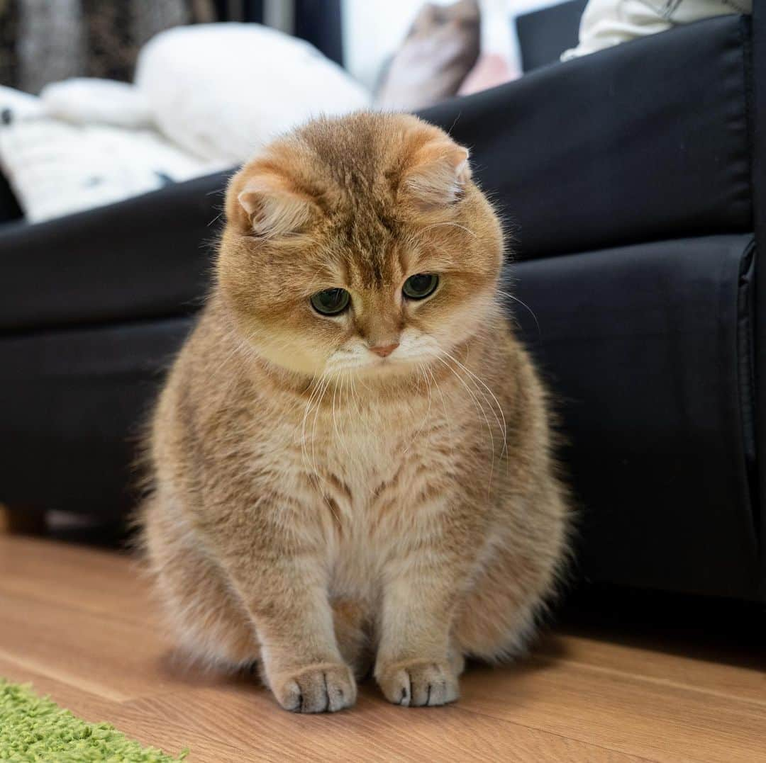 Hosicoさんのインスタグラム写真 - (HosicoInstagram)「Mommy, it seems we have an ant escaped 🐜」6月1日 18時39分 - hosico_cat