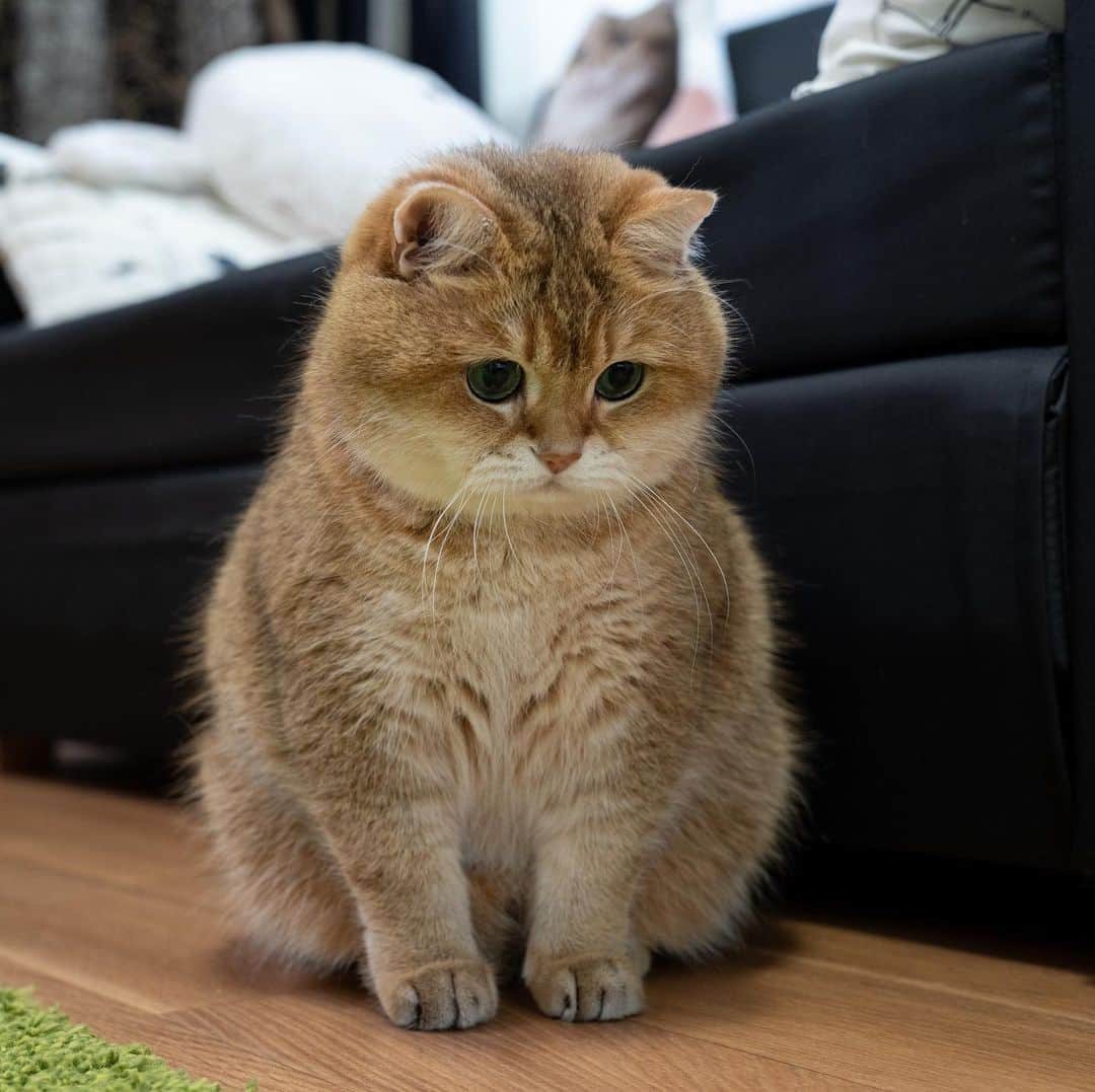 Hosicoさんのインスタグラム写真 - (HosicoInstagram)「Mommy, it seems we have an ant escaped 🐜」6月1日 18時39分 - hosico_cat