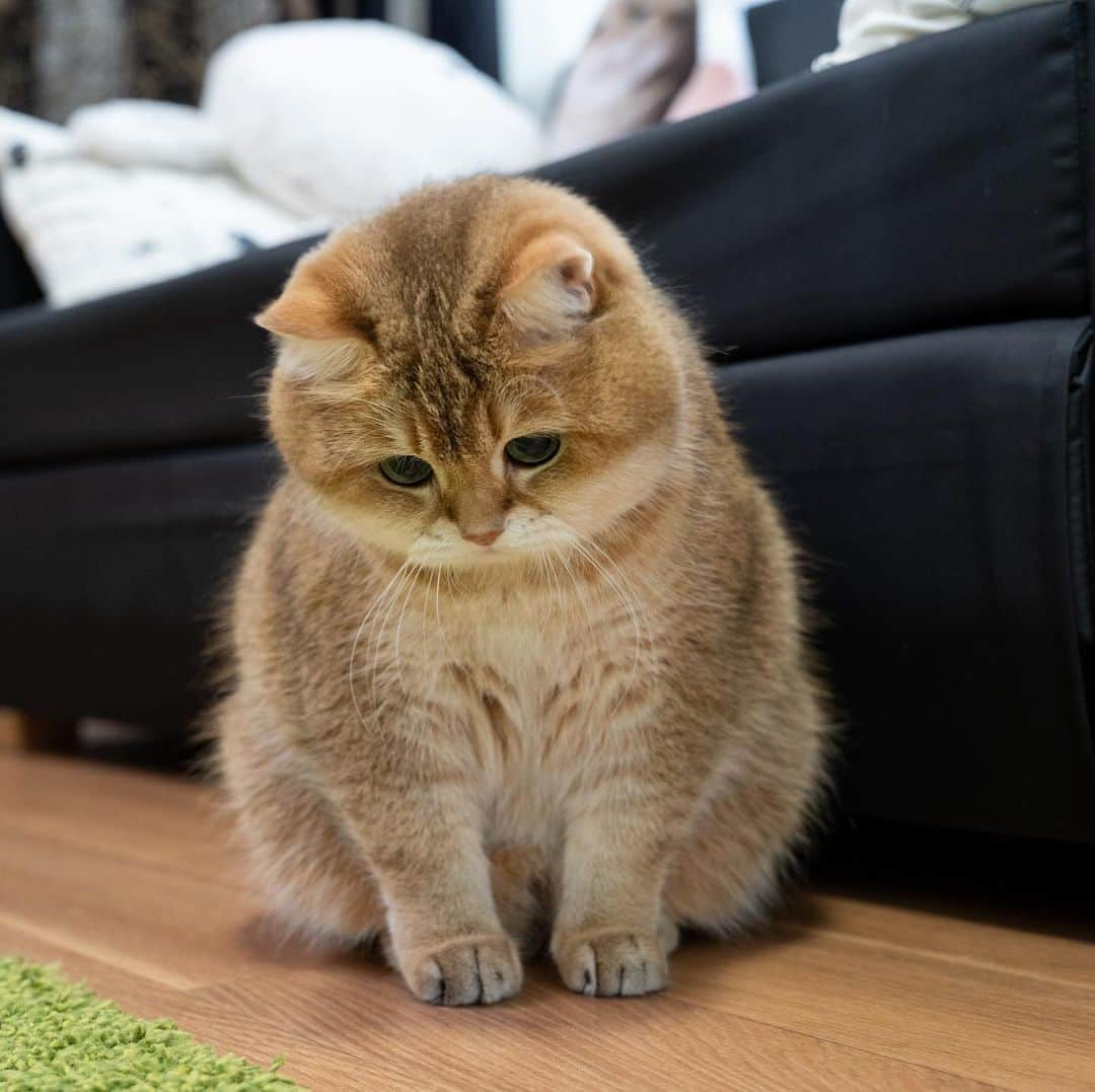 Hosicoさんのインスタグラム写真 - (HosicoInstagram)「Mommy, it seems we have an ant escaped 🐜」6月1日 18時39分 - hosico_cat