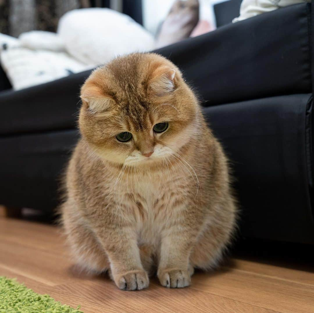 Hosicoさんのインスタグラム写真 - (HosicoInstagram)「Mommy, it seems we have an ant escaped 🐜」6月1日 18時39分 - hosico_cat