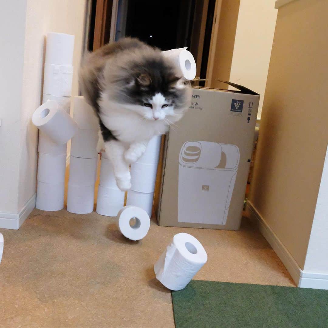 Hanaさんのインスタグラム写真 - (HanaInstagram)「#トイレットペーパーチャレンジ  #toiletrollchallenge * ドッカーン😼 * ６段目 * １回目は 飛び越える気ゼロだったよね？ 😂 * 思いっきり 突っ込んでるもんね * でも２回目に ６段目成功しました👏😊 * * ブログ更新しました♪ http://kedamakyoudai.blog.jp/ #NorwegianForestCat#cats#ig_catphoto#catlover#catinstagram#gatto#kawaii#neko#beautycat#fluffy#ノルウェージャンフォレストキャット#ねこ#猫#ねこら部#japan#fluffycat#ペコねこ部#にゃんすたぐらむ#可愛い#かわいい#cute#cutecat#funnycat#ねこのきもち#いぬとねこ#ライブドアインスタブロガー」6月1日 18時50分 - mofu2family
