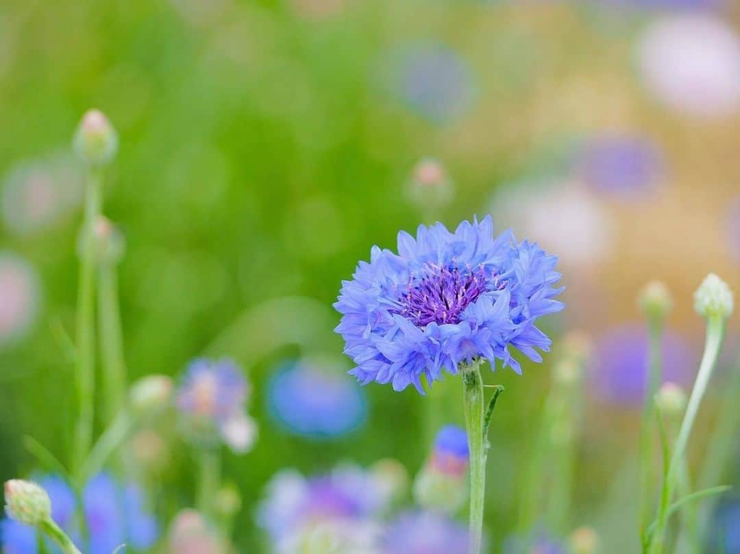 花の写真館のインスタグラム：「Photo by @tsukiakari_122.⠀ https://www.instagram.com/tsukiakari_122/⠀ .⠀ Original Post[投稿いただいたURL]⠀ https://www.instagram.com/p/Bycax-lAyKR/⠀ .⠀ 本アカウントは、 #私の花の写真 をつけてInstagramに投稿された皆さまの花の写真や、「花の写真館」Facebookページで投稿された花の写真を紹介します。⠀ 「花の写真館」Facebookページは、「 @floral.photograph 」のプロフィールにあるURLからご覧ください。⠀ .⠀ ※各自、政府、自治体など公的機関の指示に従った行動をお願いします。⠀⠀ 東京カメラ部および分室では、写真を「見る楽しみ」を提供することを通して、微力ながら皆様にわずかな時間でも癒しをお届けしたいと思っております。⠀ ※本アカウントは東京カメラ部がFacebook、Instagramのサービスを利用して運営しているもので、Facebook社・Instagramとは一切関係ありません。⠀ .⠀ #花の写真館 #floralphotograph #floralphoto #flower #flowers⠀ Follow: @floral.photograph」