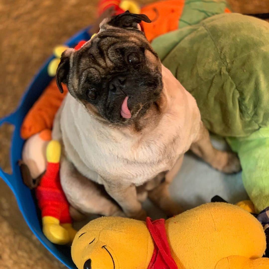 のインスタグラム：「Cake 🎂 Still not?##keelyafternoontea ##Gonta2#speakpug #smilingpugs #pugjapn ##pug #love#pugsofinstagram #zerozeropug #pugshit #worldofpug」