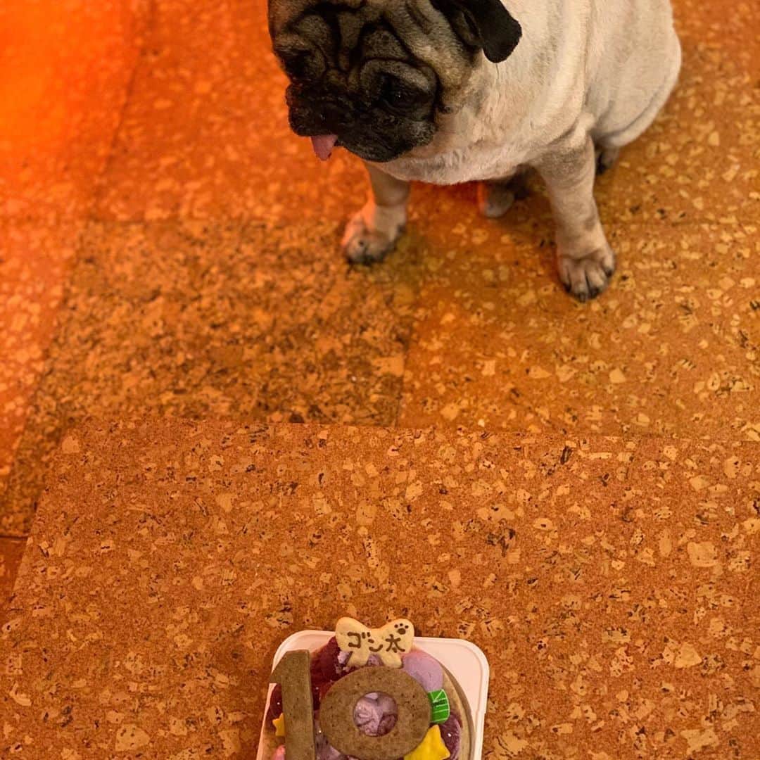 のインスタグラム：「Today is my 10th birthday.  I have cancer, but I hope to have a happy birthday next year.  I would like to thank all the friends for their encouragement.  Thank you very much.#keelyafternoontea #Gonta2 #speakpug #smilingpugs #pugjapan #pug #love #pugsofinstagram #zerozeropug #pugshire ##worldofpug」