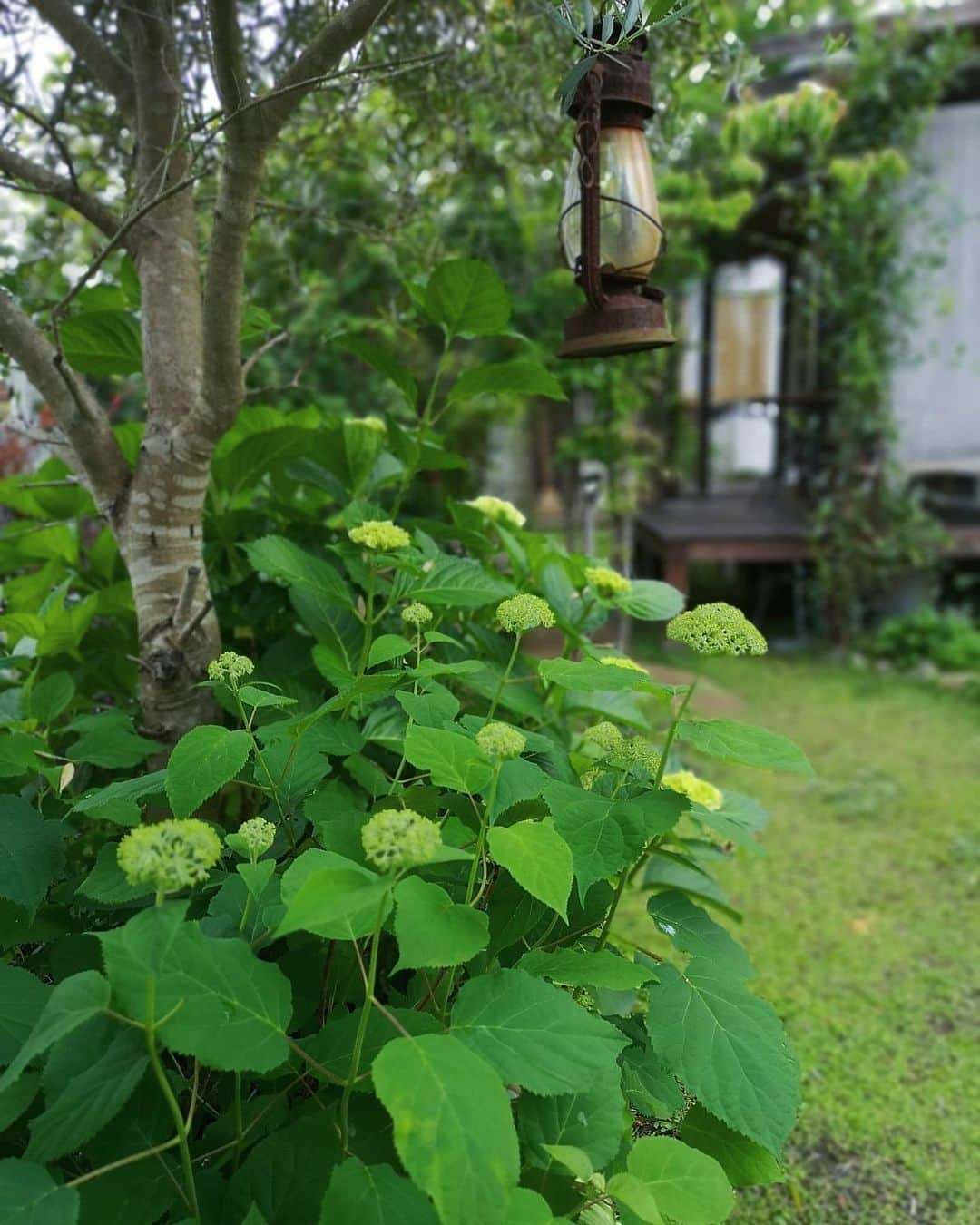 sho.candyさんのインスタグラム写真 - (sho.candyInstagram)「. 昨日の雨で潤ったお庭 #アナベル ももうすぐ♪ ２枚目#ペンステモン 、 上品な花と銅葉が好きです✨ . . . #ガーデン#ガーデニング#ナチュラルガーデン#お庭#庭#暮らしを楽しむ#暮らし#日々のこと#花のある暮らし#植物#庭作り#季節を楽しむ#雑木の庭#アジサイ#紫陽花 #garden#gardening#flowers#mygarden#myhome #庭のある暮らし」6月1日 19時57分 - sho.candy