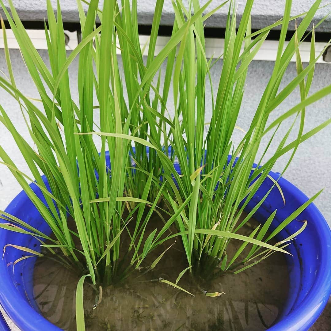 サニーマートさんのインスタグラム写真 - (サニーマートInstagram)「家族で米作りのバケツ稲、半月でこ～んなに育ちました♪株分かれも順調で月末には水抜きして中干し段階に移れそうです😊 収穫までみんなで頑張りましょう～✨ #サニーマート #サニーマートお家で稲作体験  #バケツ稲」6月1日 11時29分 - sunny__mart