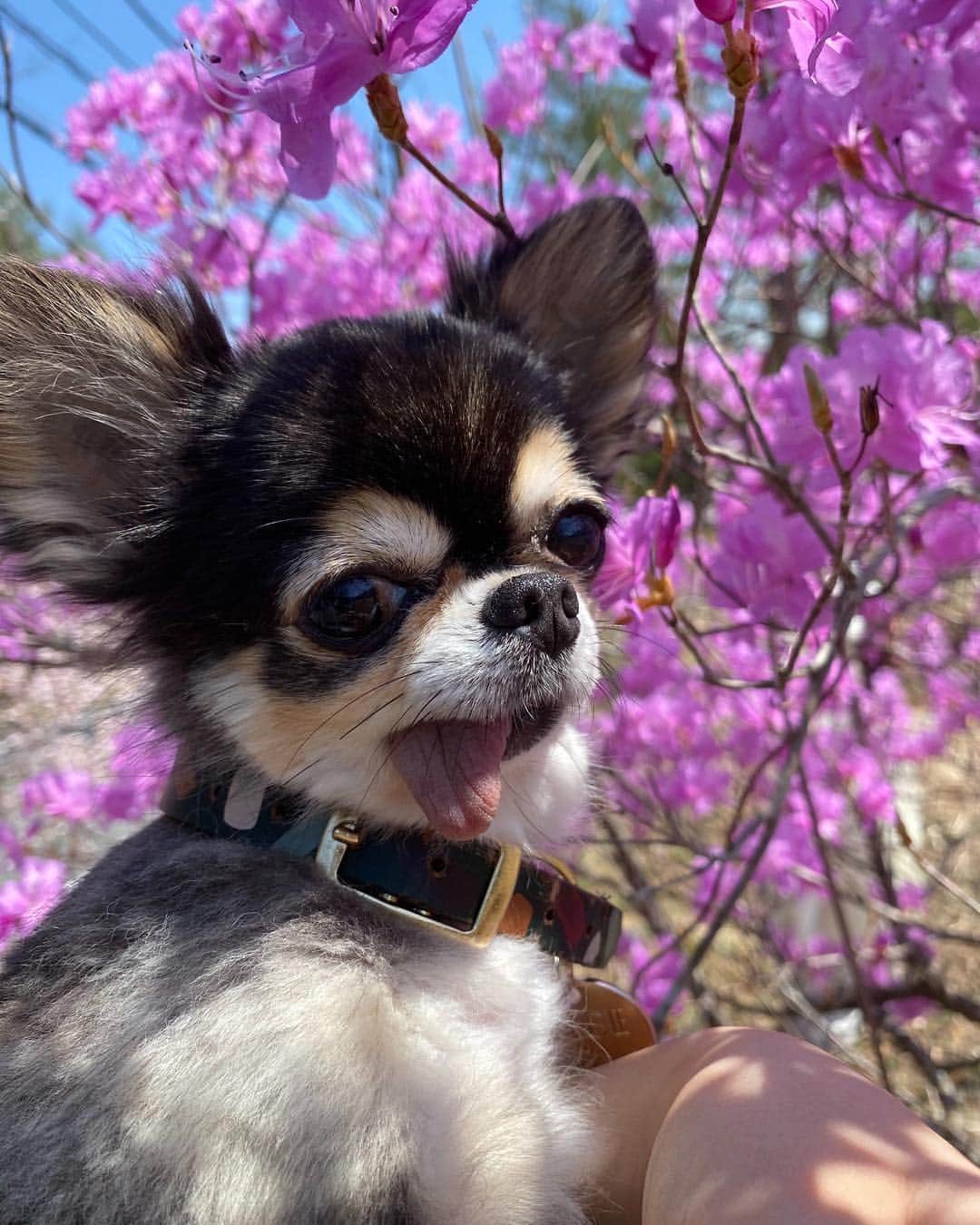 のインスタグラム：「My name is" Tiara"👑 ティアラです。宜しくね🐶  #ティアラ　#dog #pet #犬　#犬のいる暮らし  #犬好きな人と繋がりたい  #チワワ　#べろ  #べろだし  #べろだしわんこ #ペット」