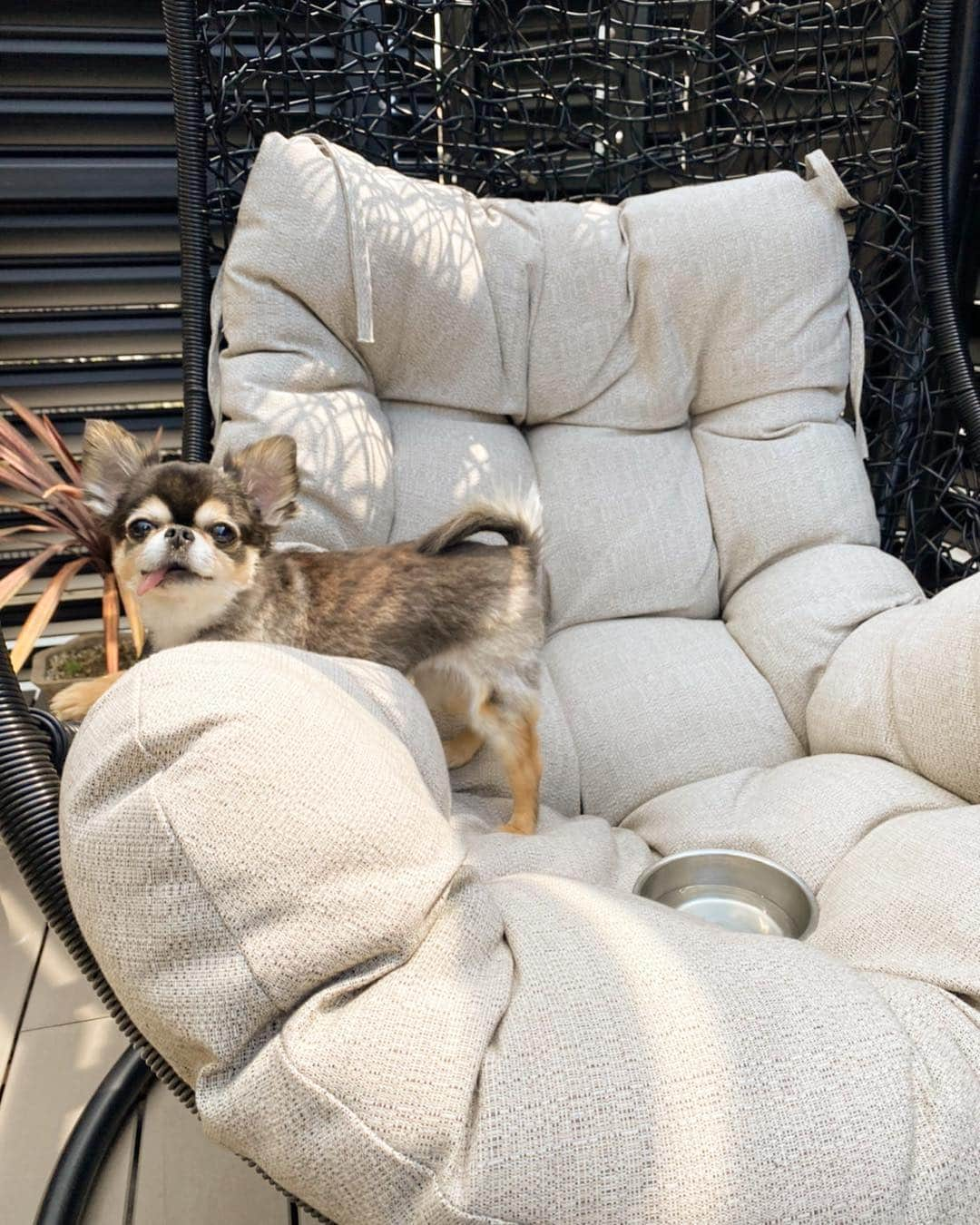 ティアラ（西内まりや）のインスタグラム：「My favorite chair✨ 定位置😌 #ティアラ　#dog #pet #犬　#犬のいる暮らし  #犬好きな人と繋がりたい  #チワワ　#べろ  #べろだし  #べろだしわんこ #ペット」