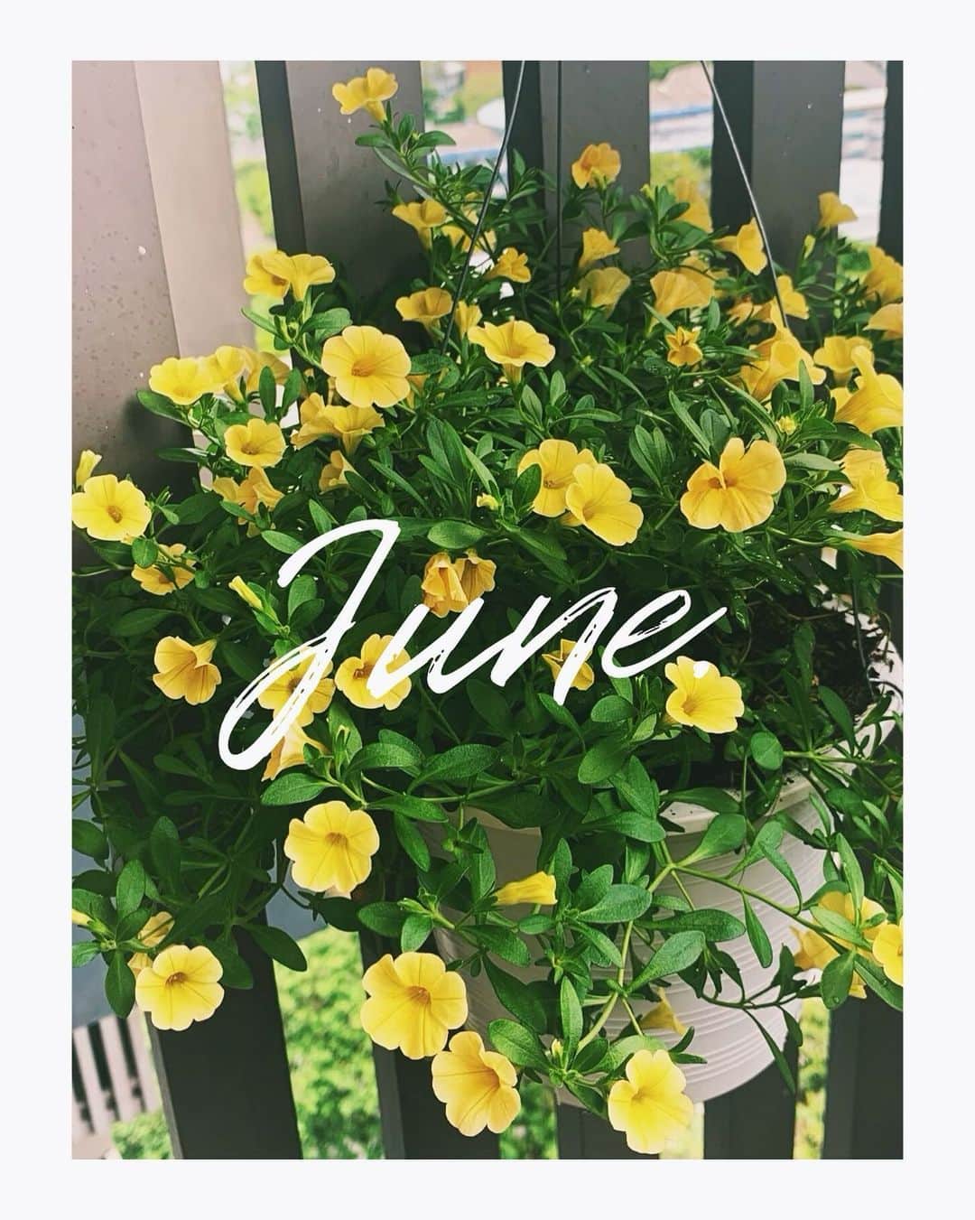 松本未夢さんのインスタグラム写真 - (松本未夢Instagram)「先週、我が家に来た可愛い子ちゃんです🌼🧡 #love #flowers #お花 #hellojune」6月1日 11時39分 - miiimuuu_chan