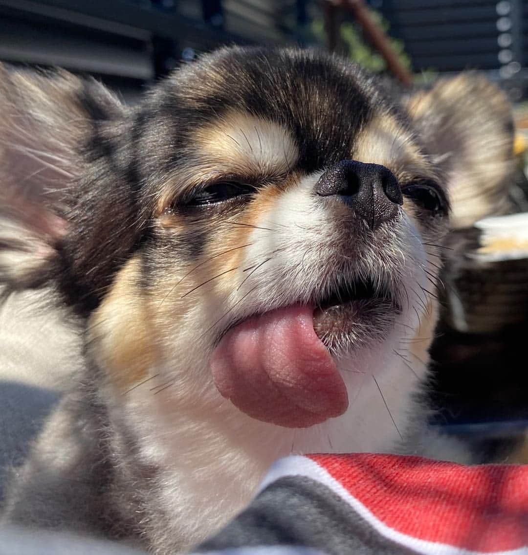 のインスタグラム：「I feel so good! きもちーーーー☀️😑 #ティアラ　#dog #pet  #犬　#犬のいる暮らし  #犬好きな人と繋がりたい  #チワワ　#べろ  #べろだし  #べろだしわんこ #ペット」