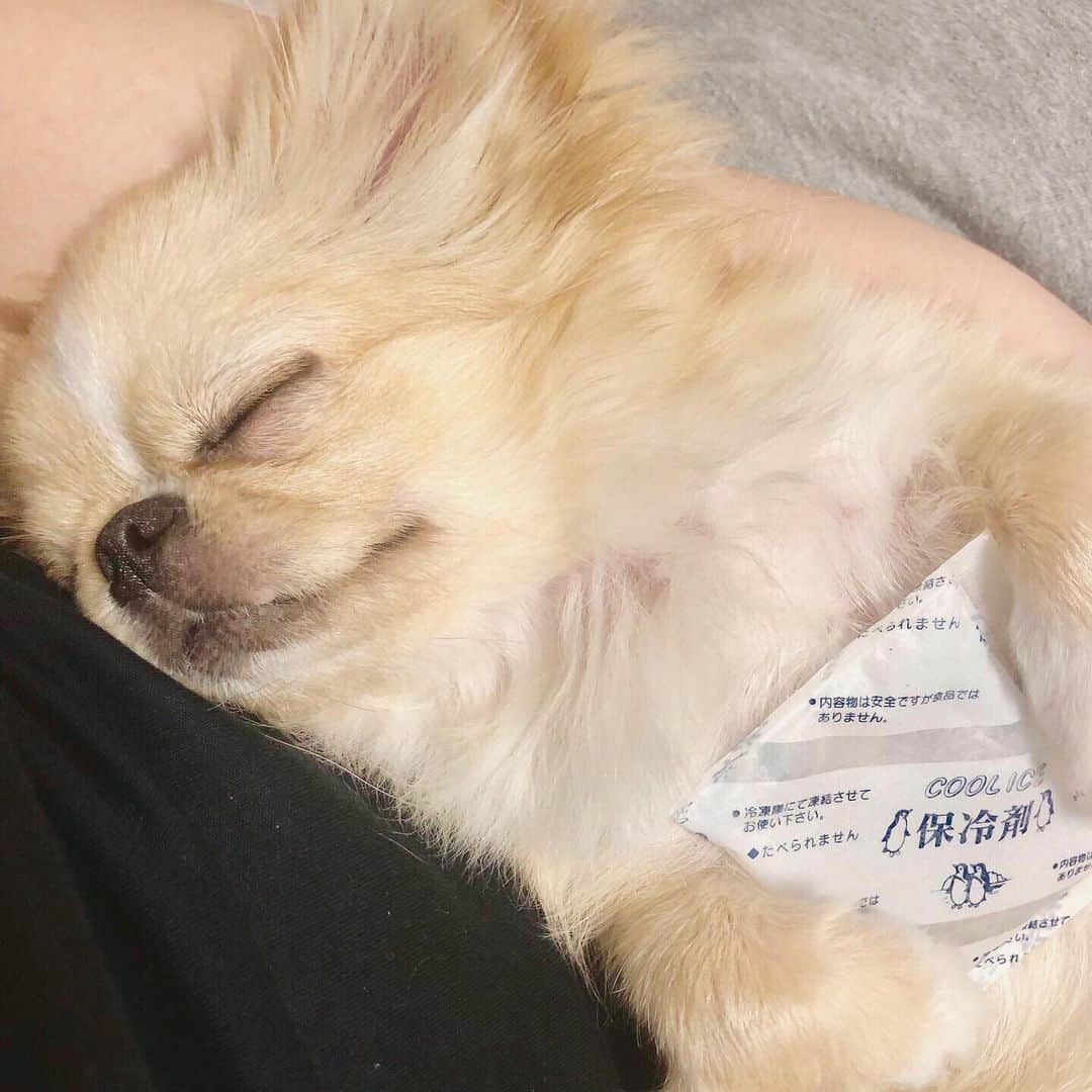 のインスタグラム：「ピノのお昼寝タイム⭐️ : : 溶けて柔らかくなった 少しだけひんやりする保冷剤を 抱っこしながら  私の膝の上で寝ちゃいました。  可愛すぎる〜〜。笑  これからどんどん暑くなっていくと思うので ピノも熱中症対策をしっかりして 健康第一で過ごしていきます‼︎ : みなさんも水分補給は忘れずに⭐️ : : #ペキチワ #チワペキ #犬 #いぬすたぐらむ #いぬのきもち #犬のいる暮らし#ミックス犬 #お昼寝タイム #ふわもこ部  #dog #doglover #photography #photooftheday #ピノ」
