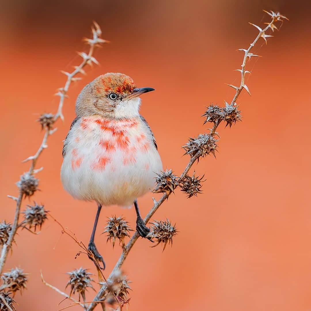 Nikon Australiaさんのインスタグラム写真 - (Nikon AustraliaInstagram)「Hey birders, this one's for you. ⁣ ⁣ The Birdlife Australia Photography Awards are calling for your best Australian bird shots.⁣ ⁣ If your bird is striking a pose just like this one, the Bird Portrait category is the one for you. ⁣ ⁣ Enter up to six images per category via the link in our bio. ⁣ ⁣ 📸Photo by: @wildcamphotography.⁣ ⁣ Camera: Nikon D300 ⁣ Lens: AF-S NIKKOR 600MM F/4E FL ED VR⁣ Settings: f/5.6 | 1/160s | ISO 200.⁣ ⁣ @birdlifephotographyaustralia @birdlifeoz⁣ ⁣ #Nikon #MyNikonLife #NikonAustralia #Australia #Bird #Birdwatching #PhotographyCompetition」6月1日 12時00分 - nikonaustralia
