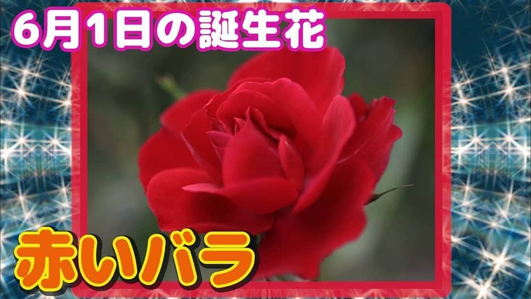 お花くん（神宮寺しし丸）さんのインスタグラム写真 - (お花くん（神宮寺しし丸）Instagram)「YouTube『お花くんチャンネル』 今日から６月！皆さんお元気でしょうか？ さぁ、６月１日の誕生花は、、、 赤いバラです！ついに出ましたお花界のスーパースター🌹 プレゼントに最適な赤い薔薇ですが、一つご注意が、、、 プロフィール欄のURLから『お花くんチャンネル』をチェックしてね～！ #お花くん #薔薇  #バラ #誕生花 #花言葉 #神宮寺しし丸」6月1日 12時11分 - shishimaru_jinguji