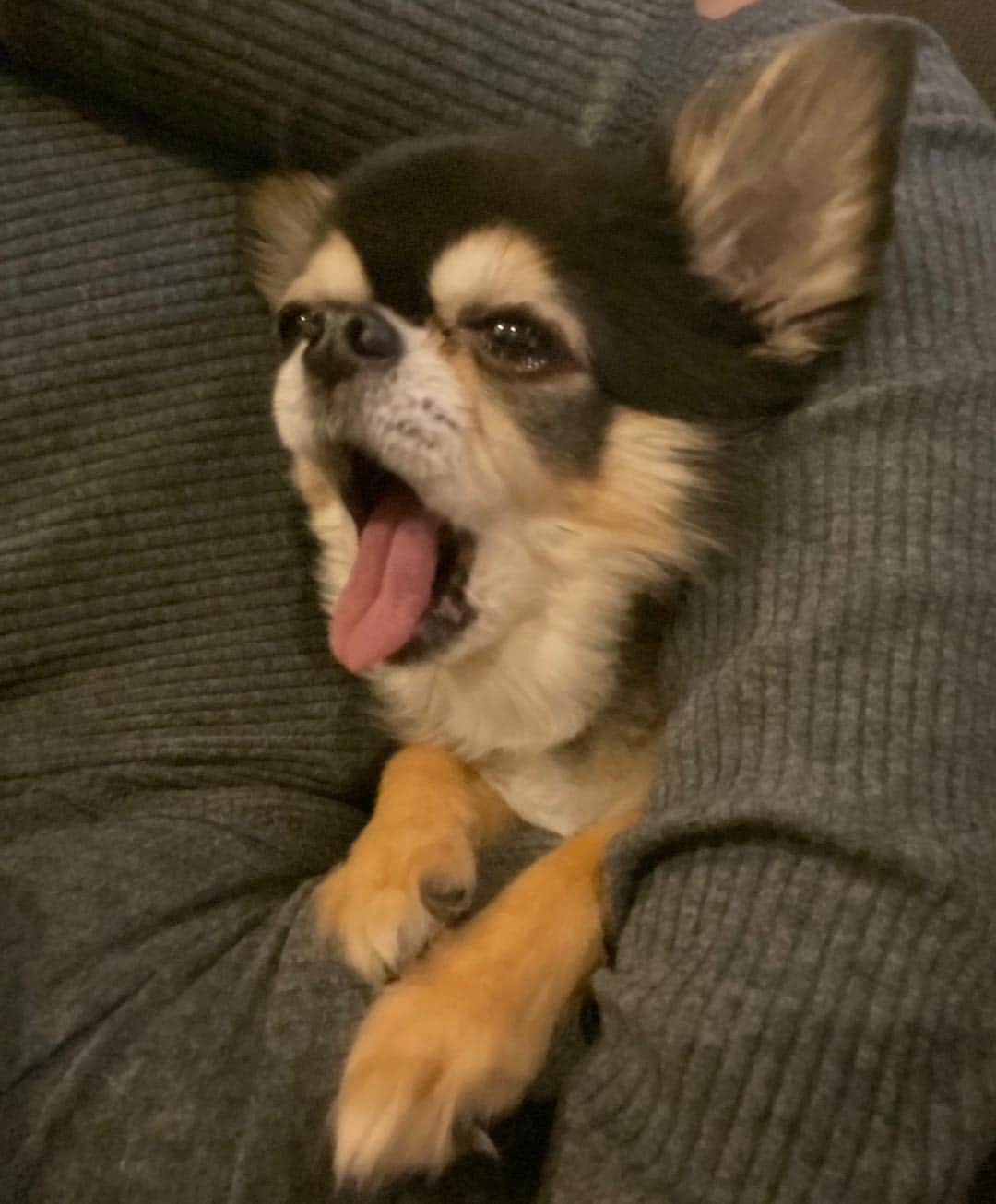 のインスタグラム：「眠たっzzz #おやすみモード #ティアラ　#dog #pet  #犬　#犬のいる暮らし  #犬好きな人と繋がりたい  #チワワ　#べろ  #べろだし  #べろだしわんこ #ペット」