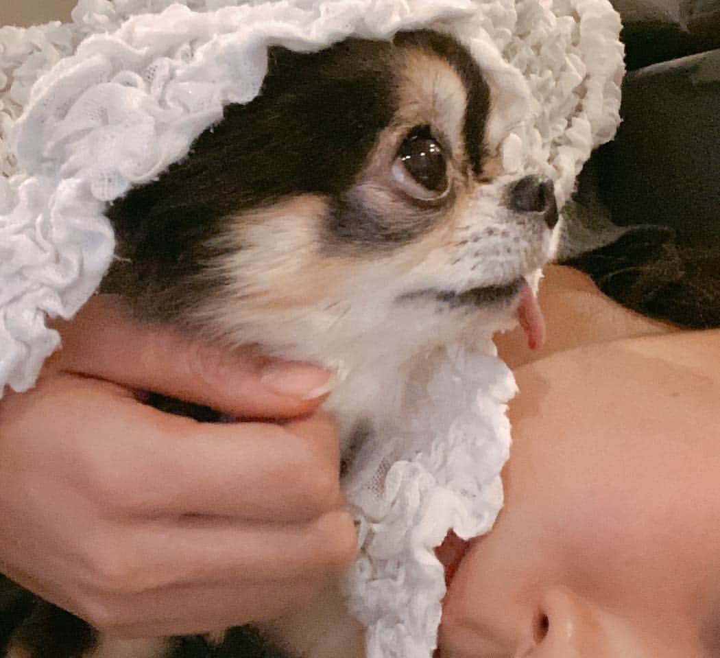 のインスタグラム：「抱っこして💕 #甘え上手  #ティアラ　#dog #pet  #犬　#犬のいる暮らし  #犬好きな人と繋がりたい  #チワワ　#べろ  #べろだし  #べろだしわんこ #ペット」