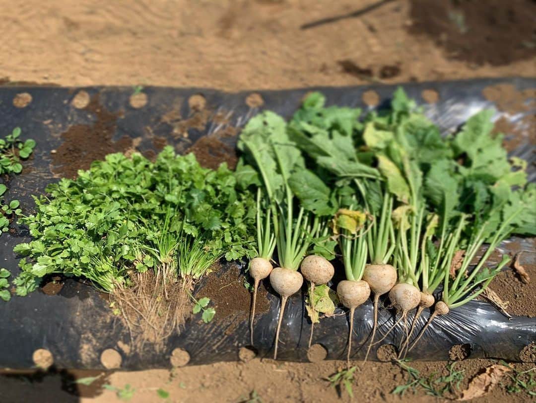 三浦理志さんのインスタグラム写真 - (三浦理志Instagram)「今年のニンニクは最高〜！ タマネギはイマイチかな〜。 パクチー&カブも👍 #surfandnorf #farm #farmer #vegetables #onion #garlic #phakchi #coriander #radish #畑 #野菜 #自家製野菜 #農夫 #玉ねぎ #カブ #にんにく #パクチー」6月1日 12時57分 - mar4m