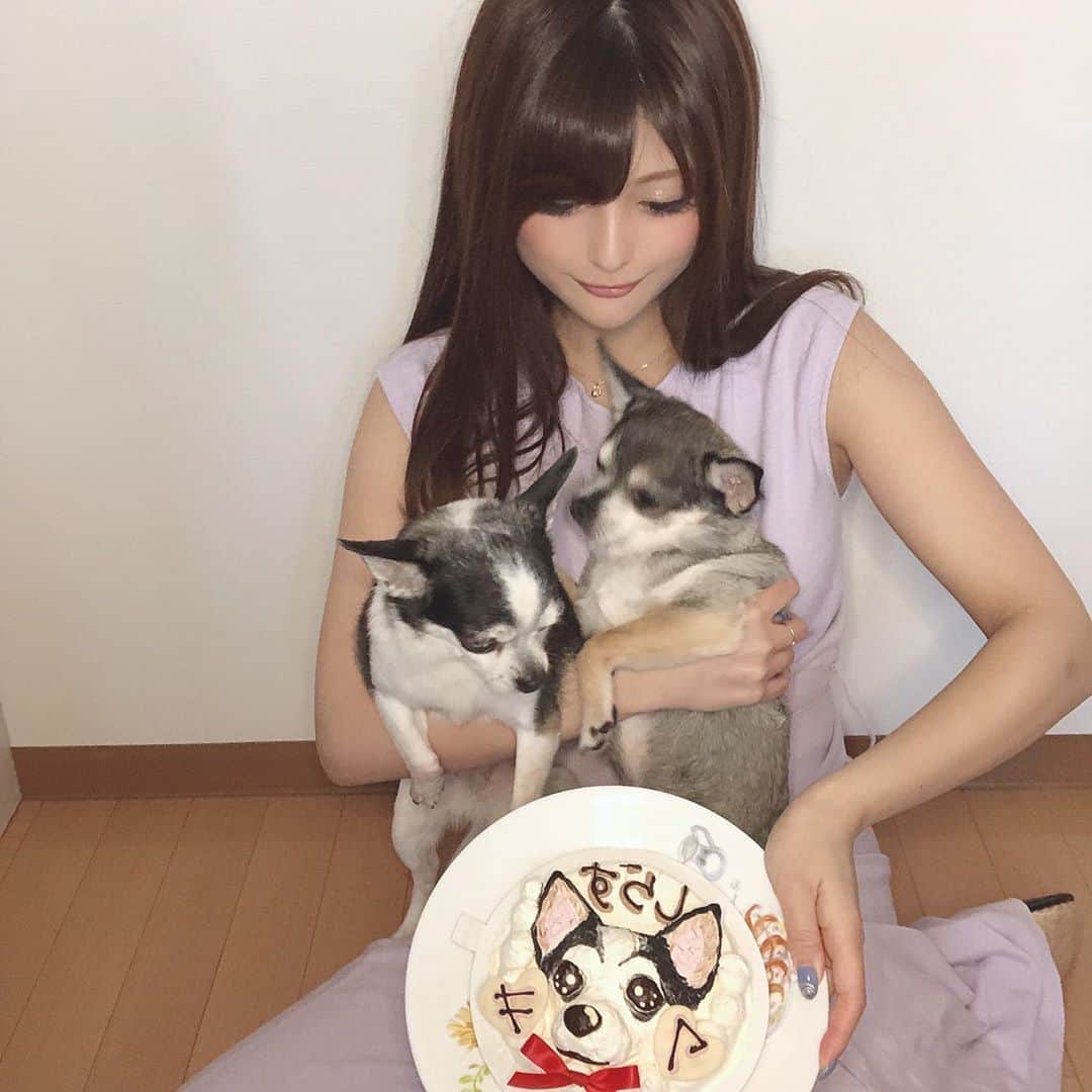 のインスタグラム：「. しぃちゃんお誕生日でした🎊🎂 . 保護された時に血統書があったのな？ 何故か誕生日だけはわかるらしく、プロフィールに書いてあったしぃちゃん🐶 （通常保護犬は誕生日わからないことがほとんどです） . 今年に入ってから悪徳ブリーダーから保護されたので、今年が人生で初めてのお誕生日祝いになる…💝 . そう考えてケーキも奮発💰 3Dの似顔絵ケーキにしたよ🎂 ワンちゃん用で、全てわんこたちが食べられる食材なの(*´﹃｀*)♡ . 写真撮るとちーんって顔になるし、彼氏くんもしぃちゃんも目線くれないし🤣 3枚目に至ってはただの自撮りw まとまりないけど、お誕生日の写真も撮りました📷 . しぃちゃん、今まで嫌なことたくさんあったけど、これからはなるべく嫌なことない犬生にしようね🐶💟 . ❤️ . ペットを家族に迎えるなら、保護された子を迎えることも検討してみてください❣️ 世の中には、いろんな事情で新しいお家を探している動物がたくさんいます。 保護犬って難しいイメージと言われますが、そんなのペットショップで飼ったってしつけの問題など色々あります。 保護犬だけが難しいのではなく、動物と暮らすには難しい局面もあるということ🌱 私は元保護犬と暮らしてとても幸せです💟 . しぃちゃん私と暮らしてくれてありがとうね❣️ もちろん彼氏くんも🐶💟 .  #chihuahua #dogstagram #lifewithdogs #resucuedog #チワワ #ちわすたぐらむ #犬のいる暮らし #チワワ大好き #チワワ部 #スムースチワワ #保護犬 #保護犬を家族に #いぬすたぐらむ #いぬのいる暮らし #保護犬を家族に」