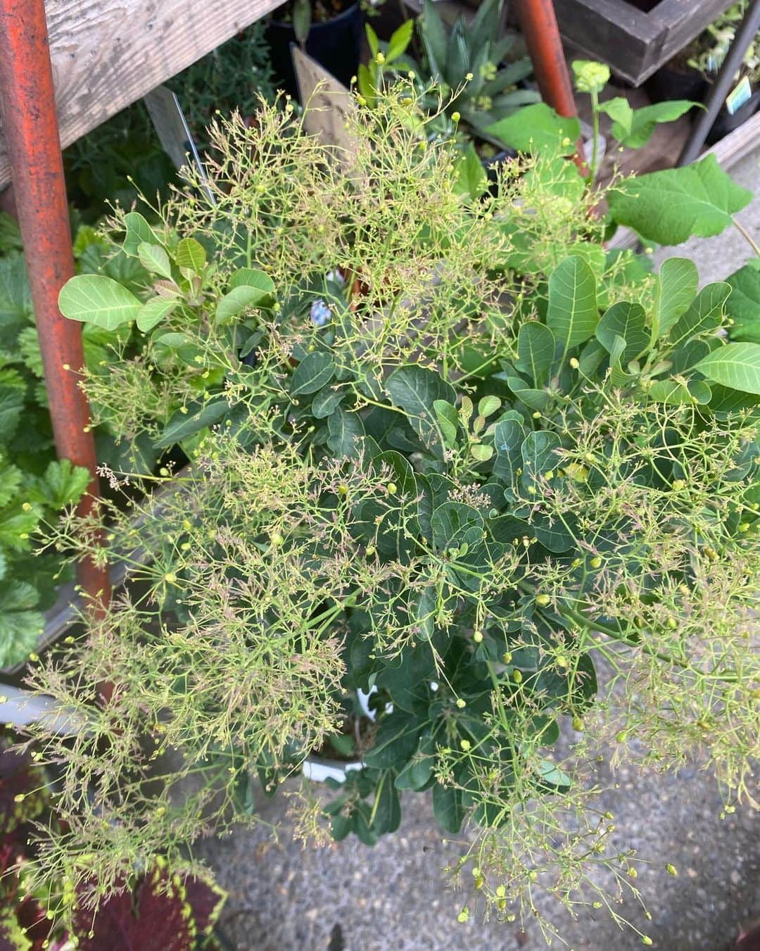 MILLE ECLAT.のグルメインスタ