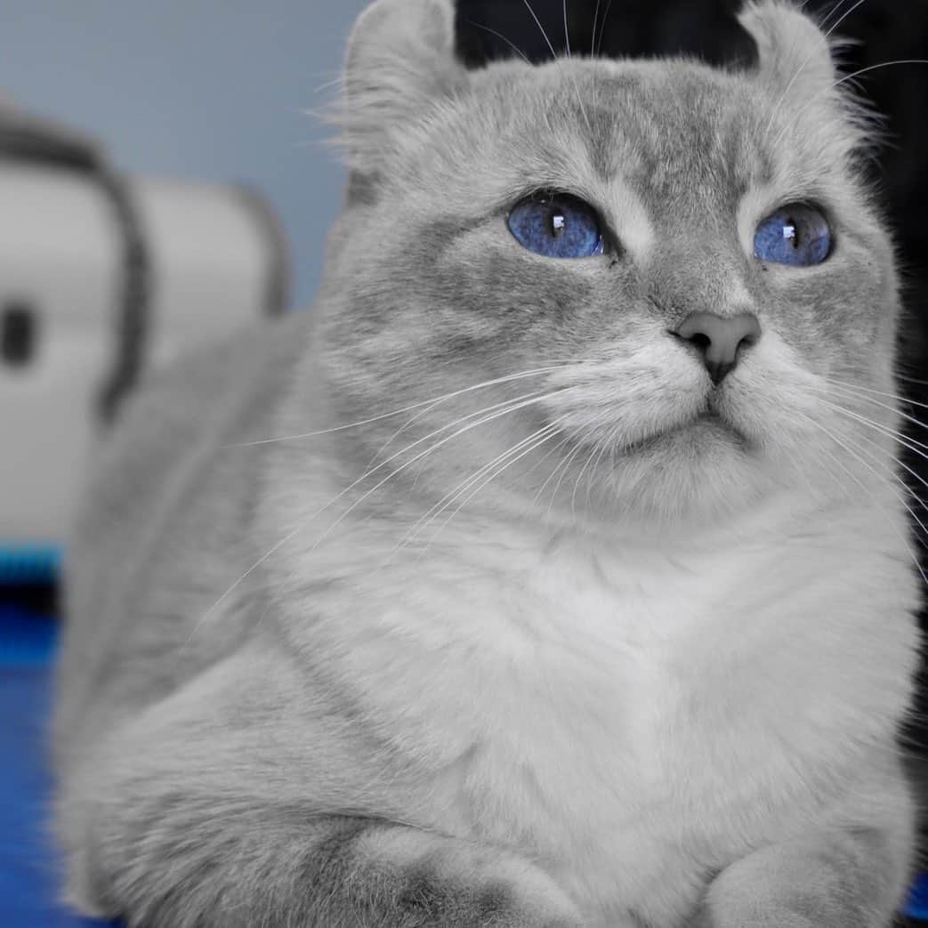 のインスタグラム：「愛猫タイガーのブルーアイ☆  #猫　#cat  #アメリカンカール　#辻本祐樹　#猫のいる暮らし」