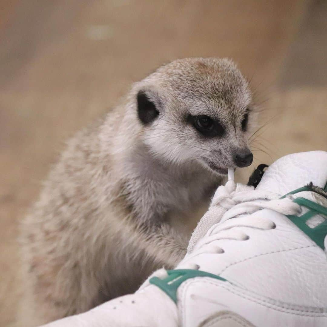 【公式】福岡ECO動物海洋専門学校のインスタグラム