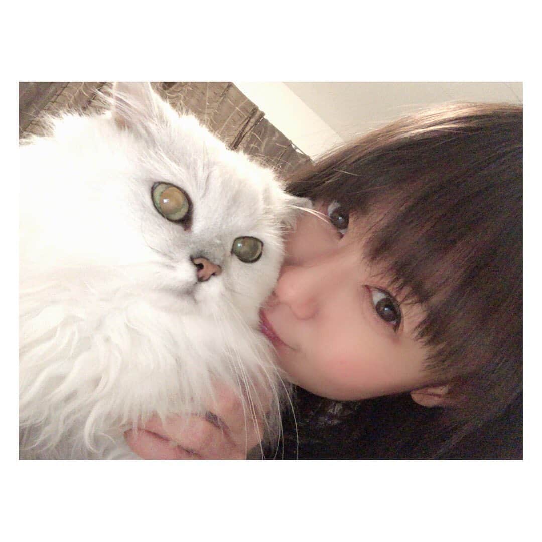 柳野玲子のインスタグラム：「６月スタート😊✨ 今日から東京も自粛が緩和されたので、より警戒して対策して過ごしたいと思います🙇‍♀️ お仕事はもうしばらくお休みなので、明日からまた無料アプリ「ポコチャ」でミーちゃんと一緒に動画配信します💓 いつも応援してくださっている皆さんと交流できる機会に感謝🙇‍♀️✨ おかげさまで充実している日々です☺️ ありがとう💓 今日も素敵な一日をお過ごしください(*´꒳`*)✨ #猫 #チンチラシルバー #男の子 #動画配信 #ポコチャ」