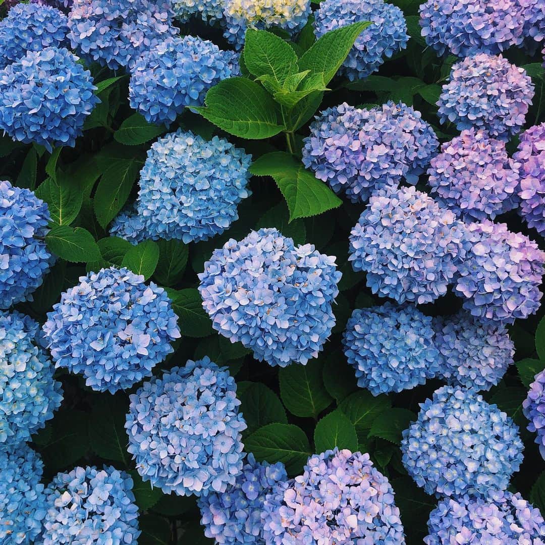 磯部杏莉さんのインスタグラム写真 - (磯部杏莉Instagram)「6月になりましたね〜。 外からカエルの鳴き声が聞こえてきます . 🐸ｹﾞｺｹﾞｺ… . . . あ。散歩した時に綺麗な紫陽花を見つけました😊 #紫陽花 #梅雨」6月1日 20時18分 - isobe_anri