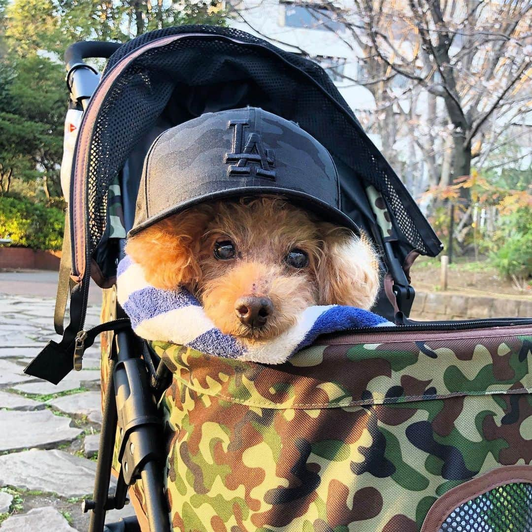 DJ JUICYさんのインスタグラム写真 - (DJ JUICYInstagram)「JUICYくんが、昔から愛用してた 化粧水【avance】🐩💙 ジューシーくんは、乾燥肌だったので、いつもシャンプーした後！ ブローする前に全身にシュッシュッスプレーしてました！  ジューシーくんが、愛用してた物は全部ココちゃんに🐩🧡(母親が飼ってるトイプー)  ココちゃんは、ジューシーくんみたいにシャンプーやブロー、毎日のお手入れを、お利口さんにジッとしているタイプじゃなくて、、可愛い顔して歯を剥き出しにしながらヴーーッて言います😅💨 カサカサお肌や、毛並み、お耳のお手入れにも効果good👍👍👍ココちゃんも、9歳なんだから 毎日お手入れしてね💕  @avancepet  #avancepet#dog#dogsofinstagram#instadog#toypoodle#toypoodlegram#toypoodlelife#愛犬との暮らし#犬用化粧水#犬用#無添加#スキンケア#アヴァンス」6月1日 14時51分 - dj_juicy0912