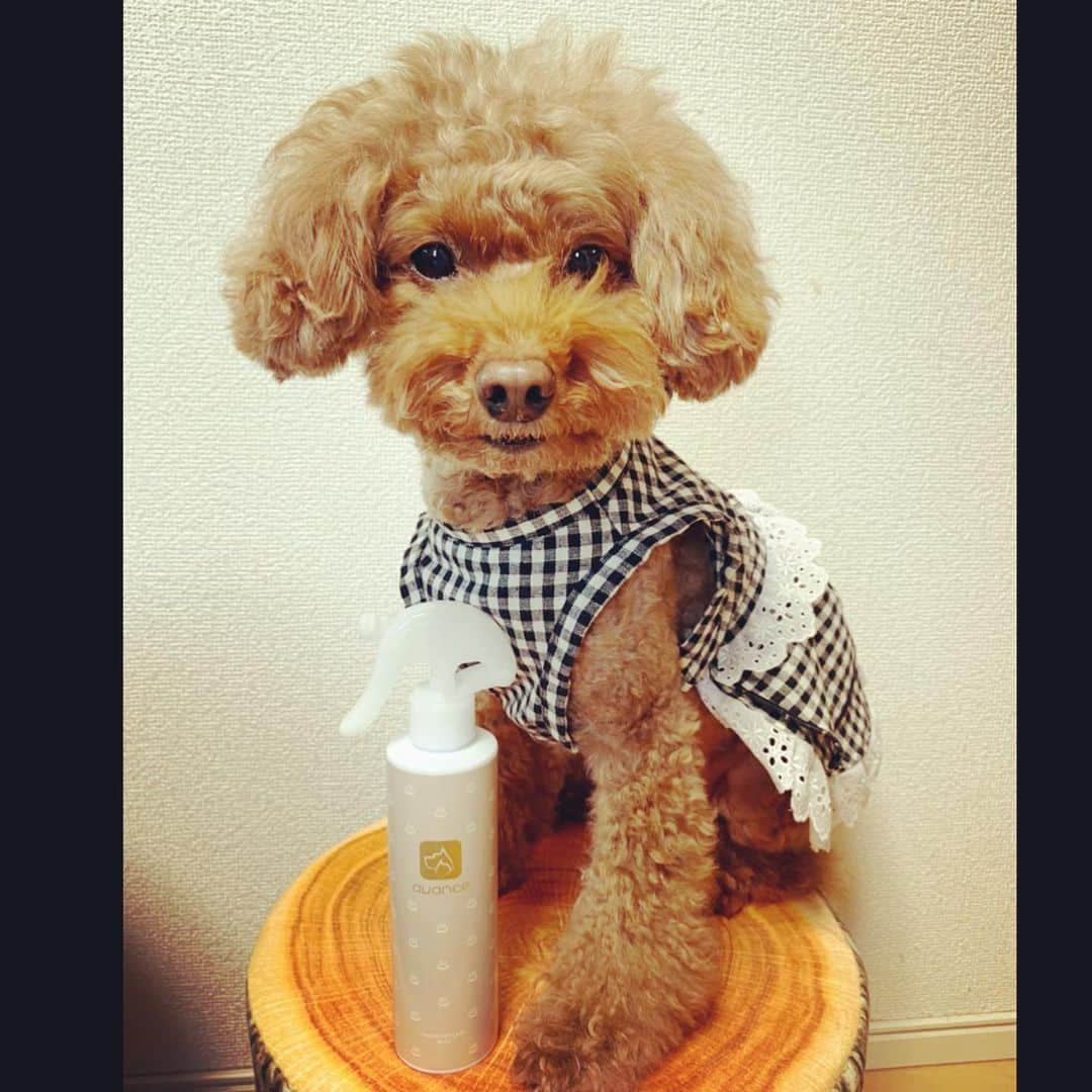 DJ JUICYさんのインスタグラム写真 - (DJ JUICYInstagram)「JUICYくんが、昔から愛用してた 化粧水【avance】🐩💙 ジューシーくんは、乾燥肌だったので、いつもシャンプーした後！ ブローする前に全身にシュッシュッスプレーしてました！  ジューシーくんが、愛用してた物は全部ココちゃんに🐩🧡(母親が飼ってるトイプー)  ココちゃんは、ジューシーくんみたいにシャンプーやブロー、毎日のお手入れを、お利口さんにジッとしているタイプじゃなくて、、可愛い顔して歯を剥き出しにしながらヴーーッて言います😅💨 カサカサお肌や、毛並み、お耳のお手入れにも効果good👍👍👍ココちゃんも、9歳なんだから 毎日お手入れしてね💕  @avancepet  #avancepet#dog#dogsofinstagram#instadog#toypoodle#toypoodlegram#toypoodlelife#愛犬との暮らし#犬用化粧水#犬用#無添加#スキンケア#アヴァンス」6月1日 14時51分 - dj_juicy0912