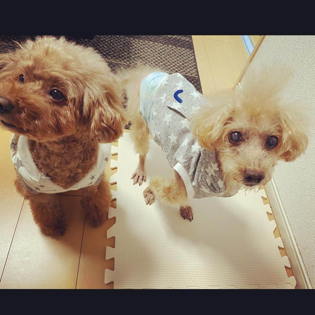 DJ JUICYさんのインスタグラム写真 - (DJ JUICYInstagram)「JUICYくんが、昔から愛用してた 化粧水【avance】🐩💙 ジューシーくんは、乾燥肌だったので、いつもシャンプーした後！ ブローする前に全身にシュッシュッスプレーしてました！  ジューシーくんが、愛用してた物は全部ココちゃんに🐩🧡(母親が飼ってるトイプー)  ココちゃんは、ジューシーくんみたいにシャンプーやブロー、毎日のお手入れを、お利口さんにジッとしているタイプじゃなくて、、可愛い顔して歯を剥き出しにしながらヴーーッて言います😅💨 カサカサお肌や、毛並み、お耳のお手入れにも効果good👍👍👍ココちゃんも、9歳なんだから 毎日お手入れしてね💕  @avancepet  #avancepet#dog#dogsofinstagram#instadog#toypoodle#toypoodlegram#toypoodlelife#愛犬との暮らし#犬用化粧水#犬用#無添加#スキンケア#アヴァンス」6月1日 14時51分 - dj_juicy0912