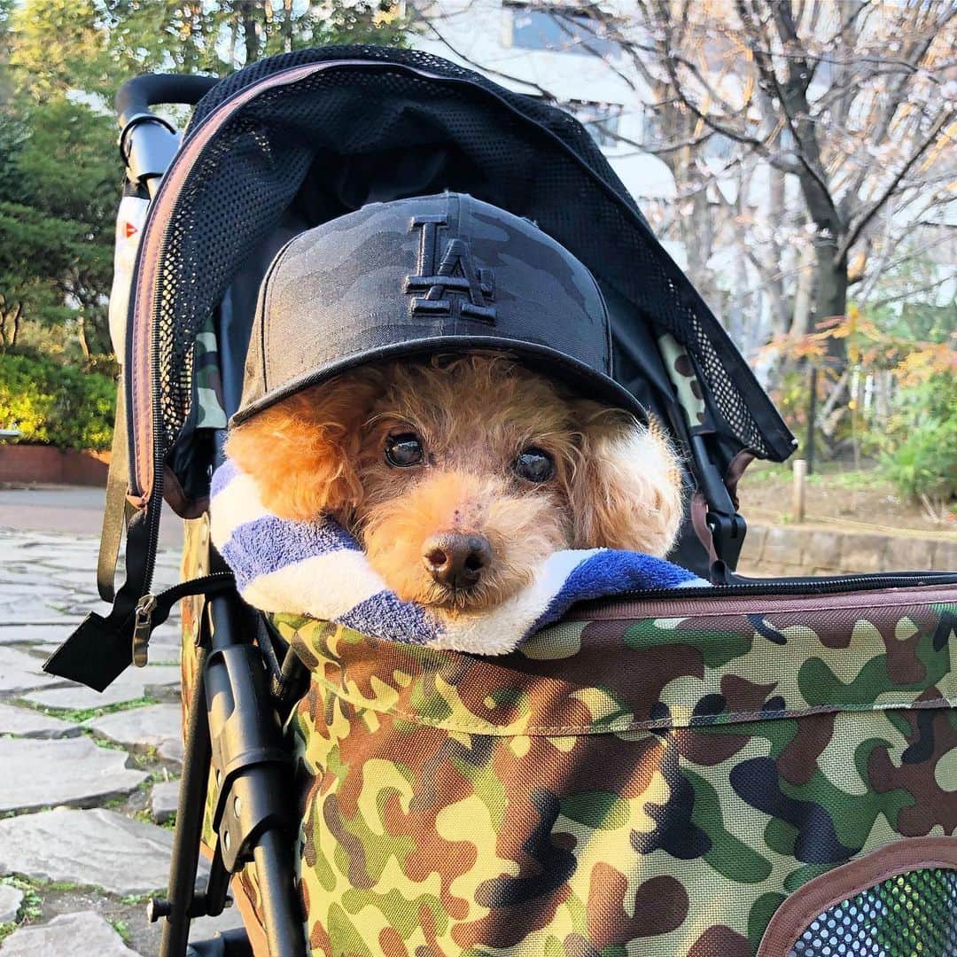DJ JUICYのインスタグラム：「JUICYくんが、昔から愛用してた 化粧水【avance】🐩💙 ジューシーくんは、乾燥肌だったので、いつもシャンプーした後！ ブローする前に全身にシュッシュッスプレーしてました！  ジューシーくんが、愛用してた物は全部ココちゃんに🐩🧡(母親が飼ってるトイプー)  ココちゃんは、ジューシーくんみたいにシャンプーやブロー、毎日のお手入れを、お利口さんにジッとしているタイプじゃなくて、、可愛い顔して歯を剥き出しにしながらヴーーッて言います😅💨 カサカサお肌や、毛並み、お耳のお手入れにも効果good👍👍👍ココちゃんも、9歳なんだから 毎日お手入れしてね💕  @avancepet  #avancepet#dog#dogsofinstagram#instadog#toypoodle#toypoodlegram#toypoodlelife#愛犬との暮らし#犬用化粧水#犬用#無添加#スキンケア#アヴァンス」