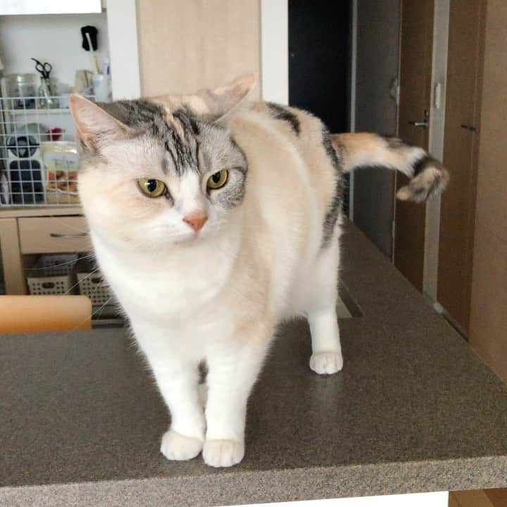 ホタテ＆クラム＆シラスのインスタグラム：「Meow! #cat #neko #ScottishFold #猫 #ねこ #スコティッシュフォールド #catstagram #instagram #instagramjapan #ig_japan #igersjp」