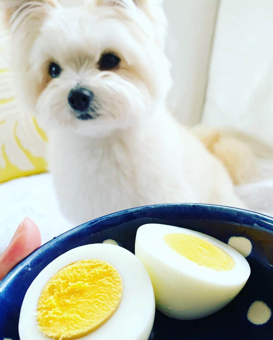 チャン・リーメイさんのインスタグラム写真 - (チャン・リーメイInstagram)「キミ派？ ✴︎ 白身派？ ✴︎ ボク、キミ派❣️ ✴︎ #白身は私が食べます  #卵好き #卵犬 #ゆでたまご #boiledegg🥚 #ドアップ」6月1日 15時20分 - limeichiang